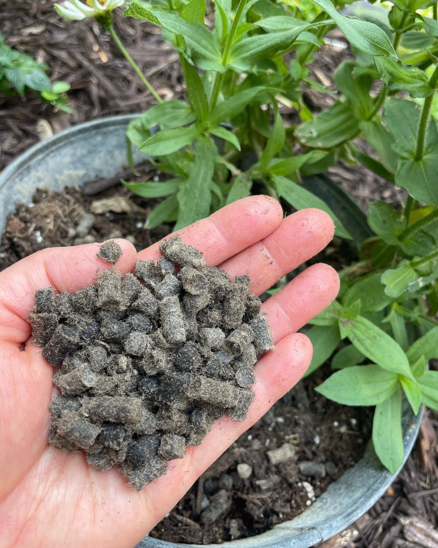 Wool Pellets