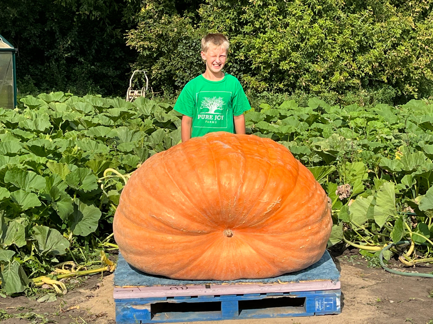 Giant Pumpkin Seeds