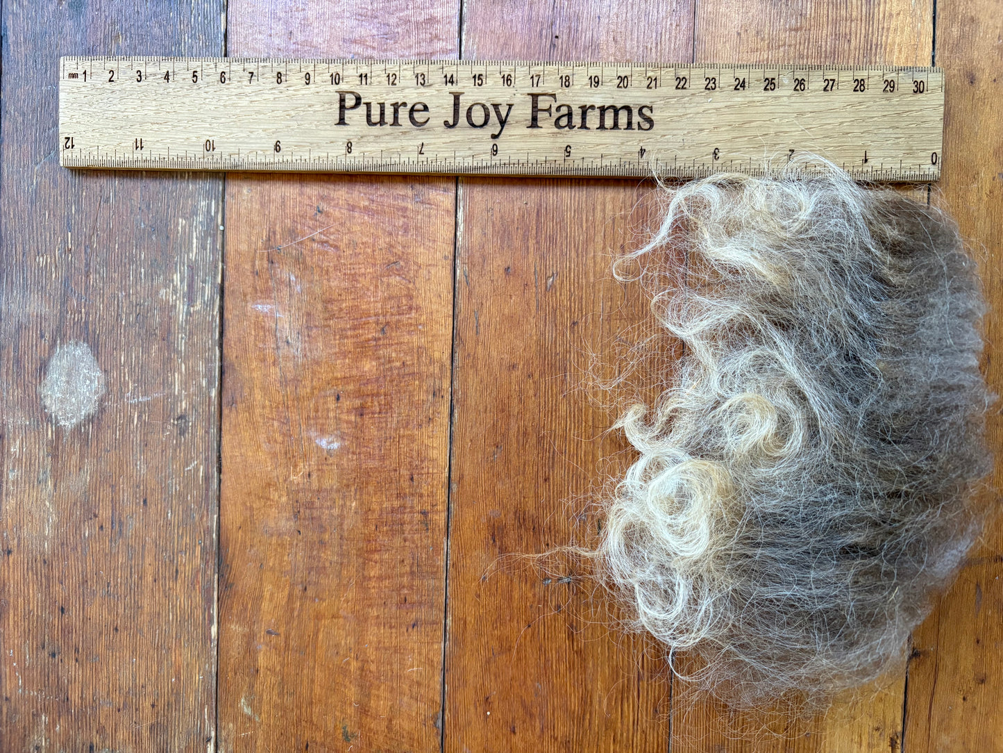 Icelandic Ewe Raw Wool Fleece (Fall Shearing)