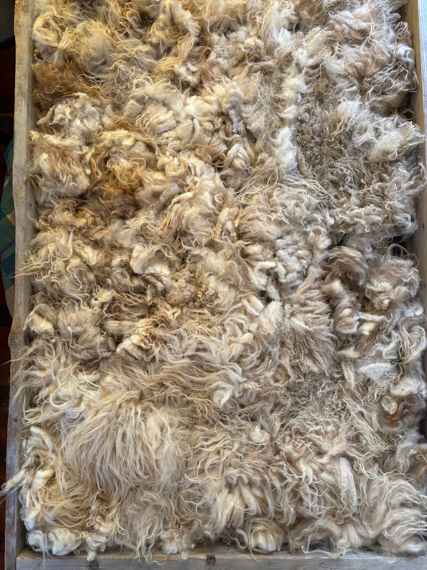 Icelandic Ewe Raw Wool Fleece