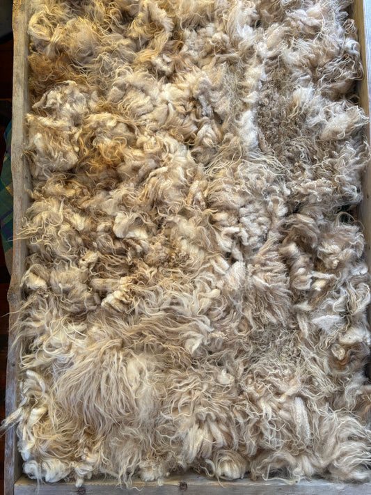 Icelandic Ewe Raw Wool Fleece