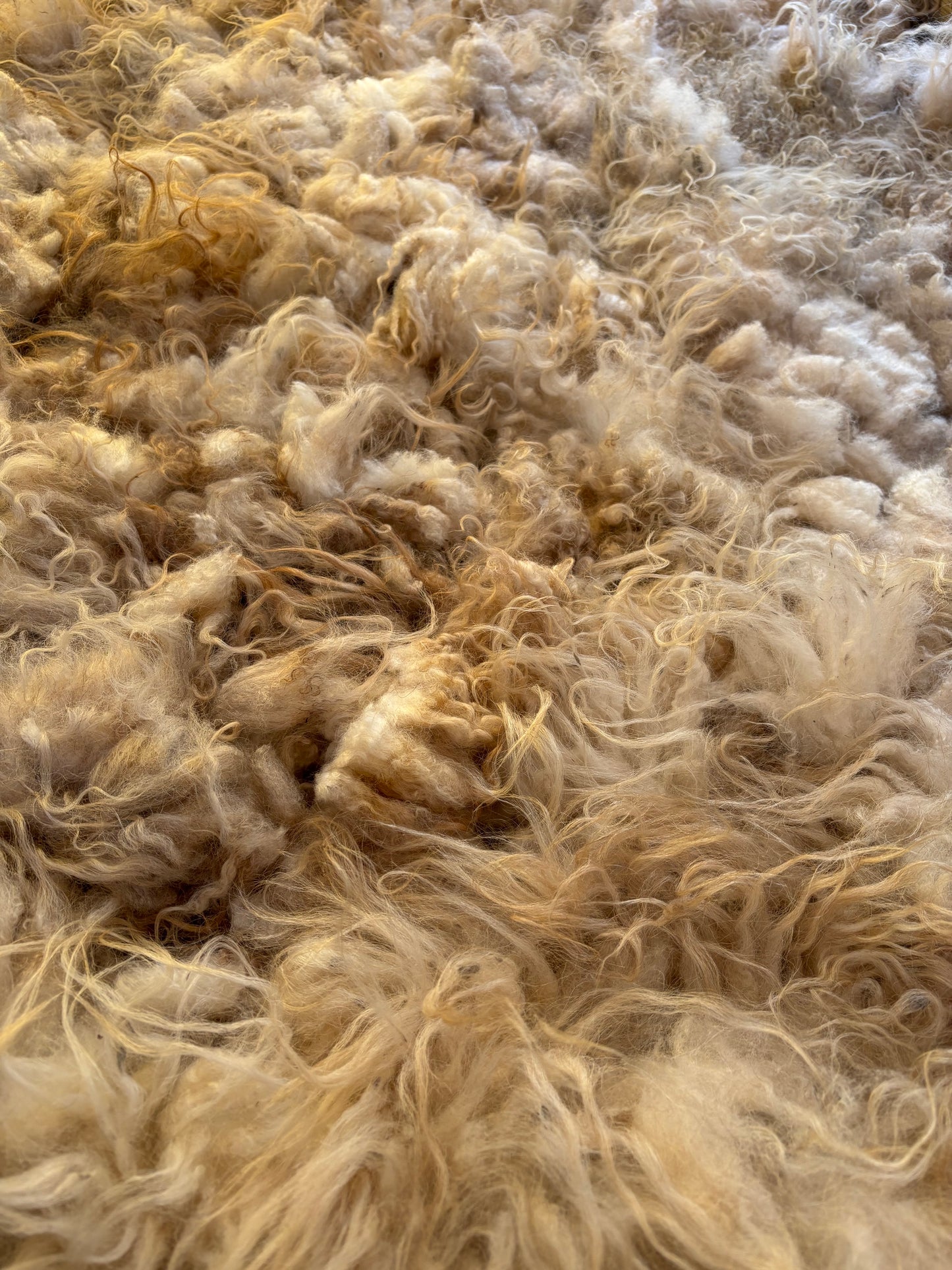 Icelandic Ewe Raw Wool Fleece