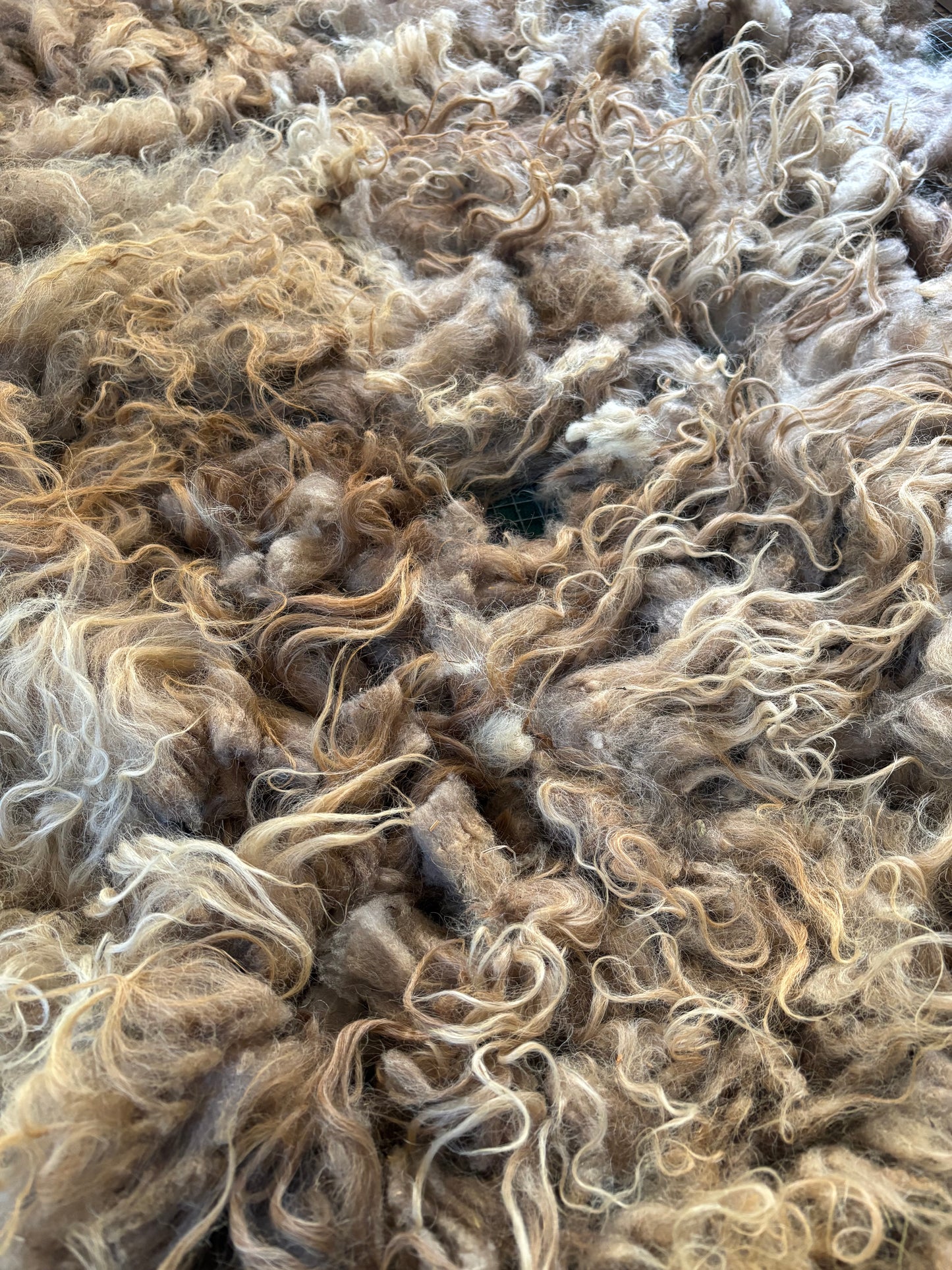Icelandic Ewe Raw Wool Fleece (Fall Shearing)