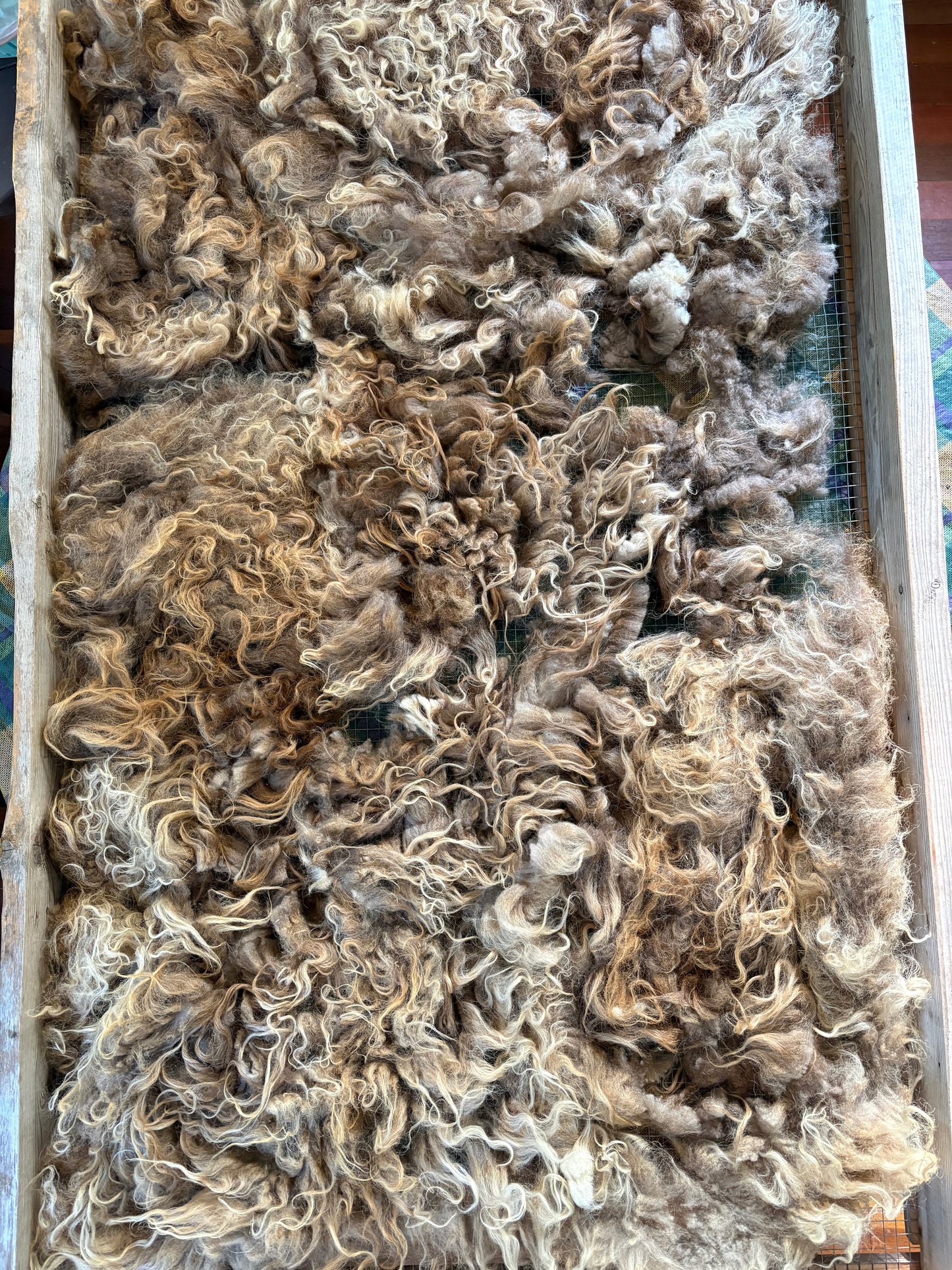 Icelandic Ewe Raw Wool Fleece (Fall Shearing)