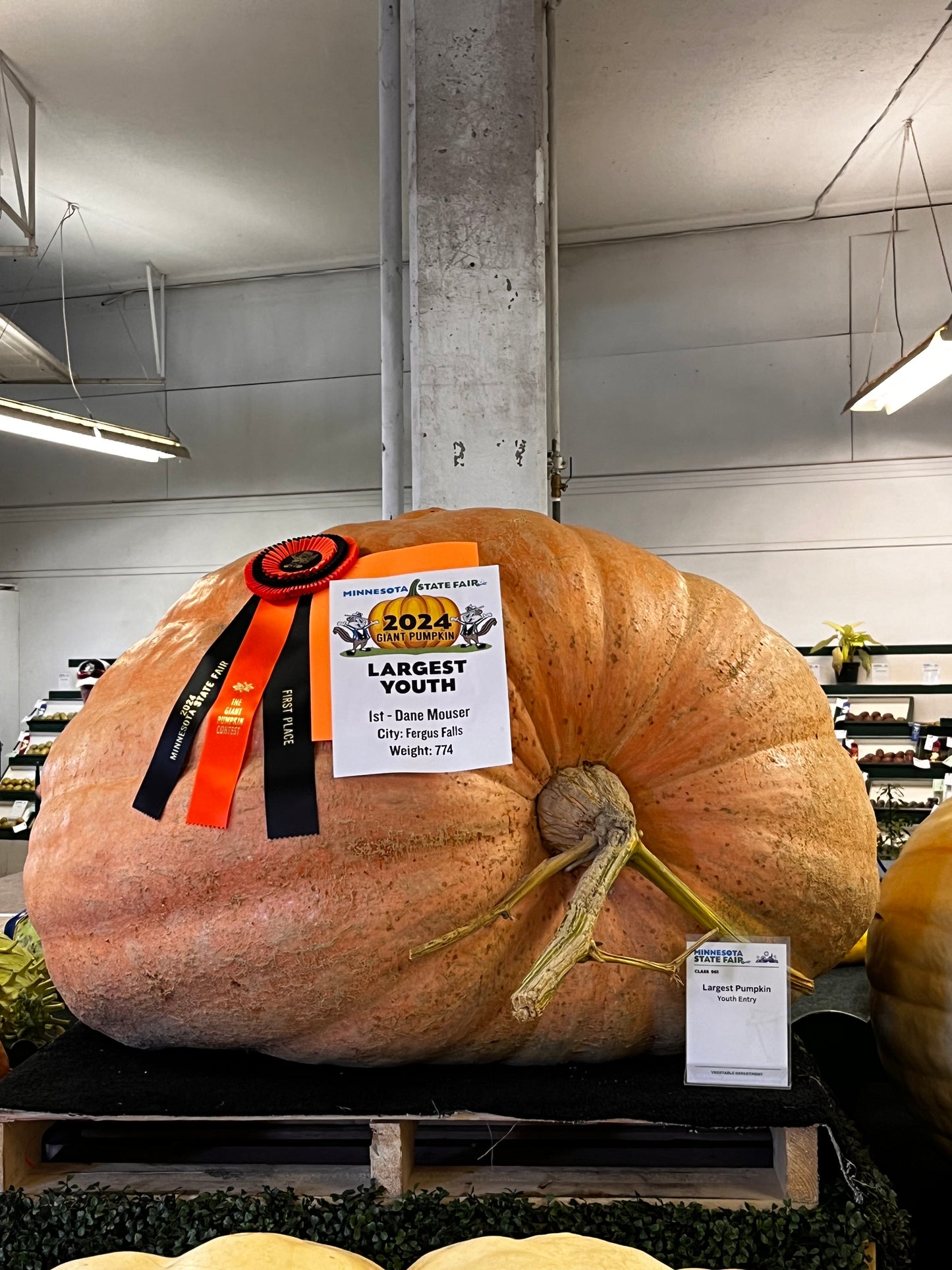 Giant Pumpkin Seeds