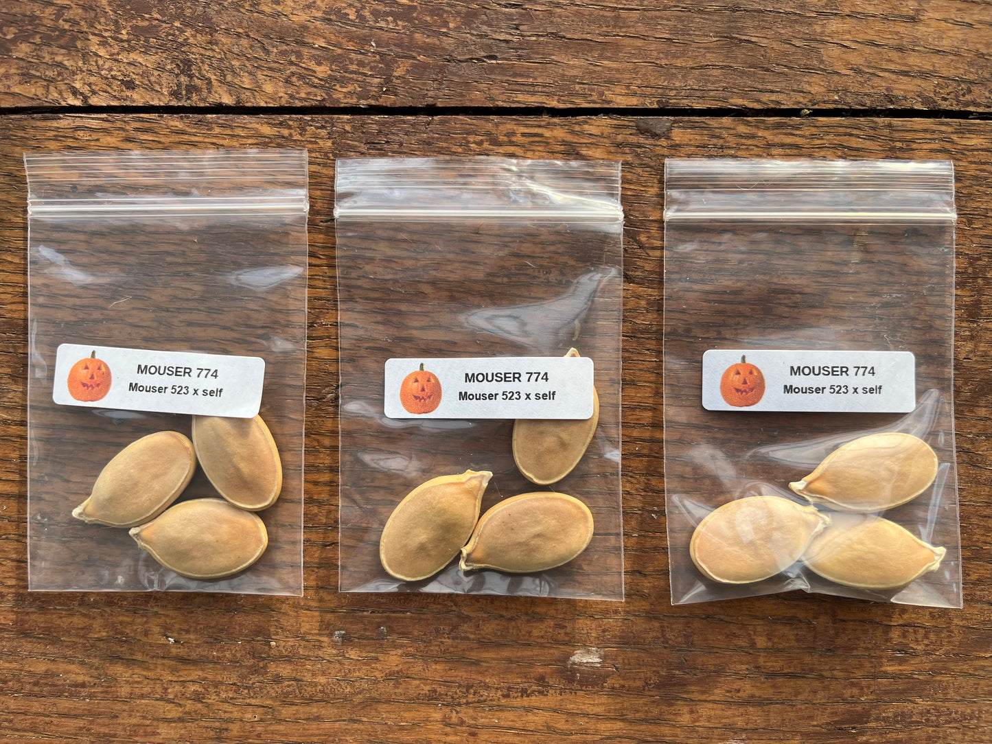 Giant Pumpkin Seeds