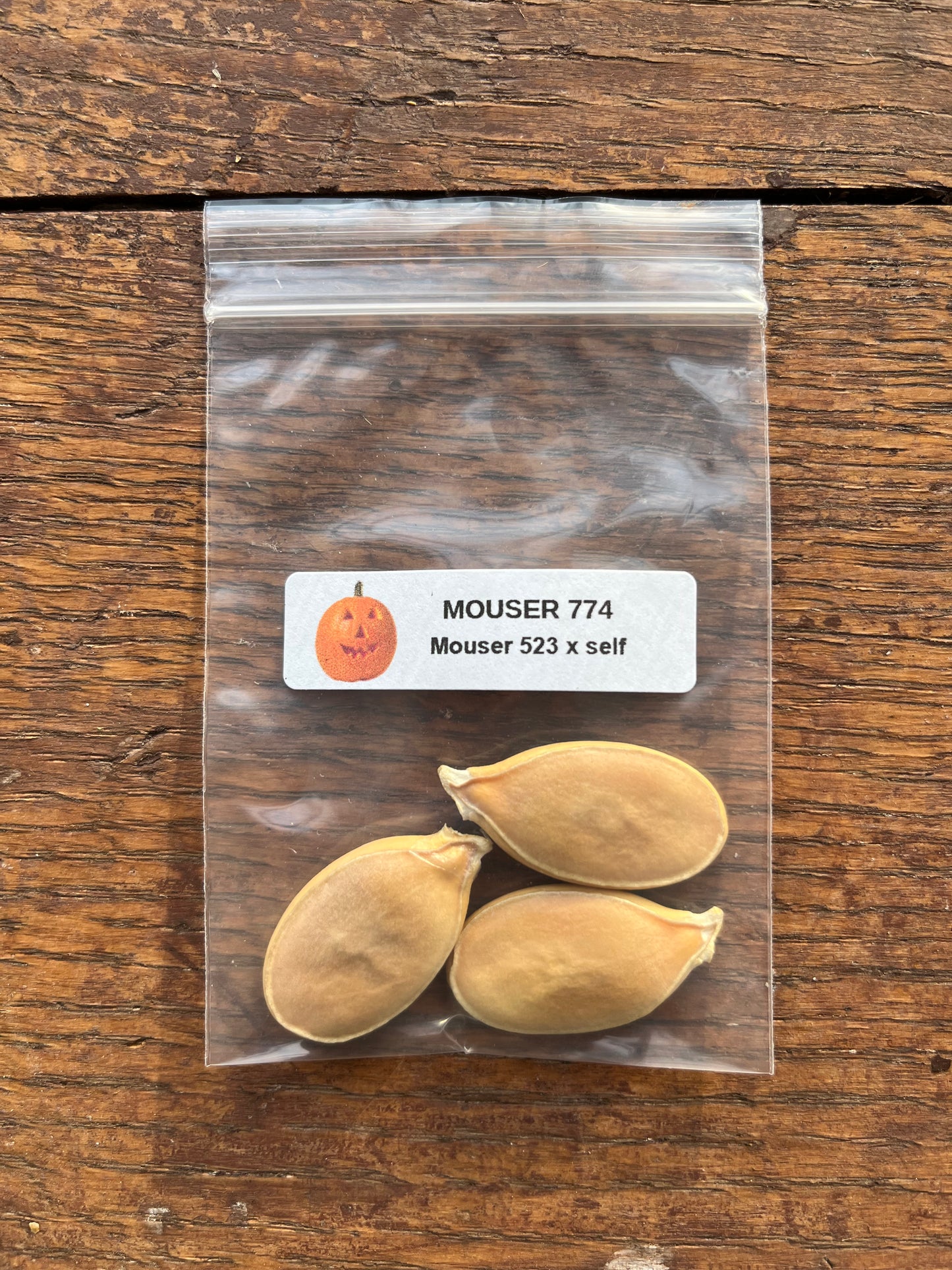 Giant Pumpkin Seeds