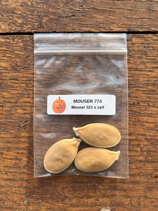 Giant Pumpkin Seeds