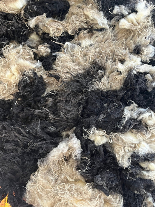 Icelandic Ewe Raw Wool Fleece (Fall Shearing)