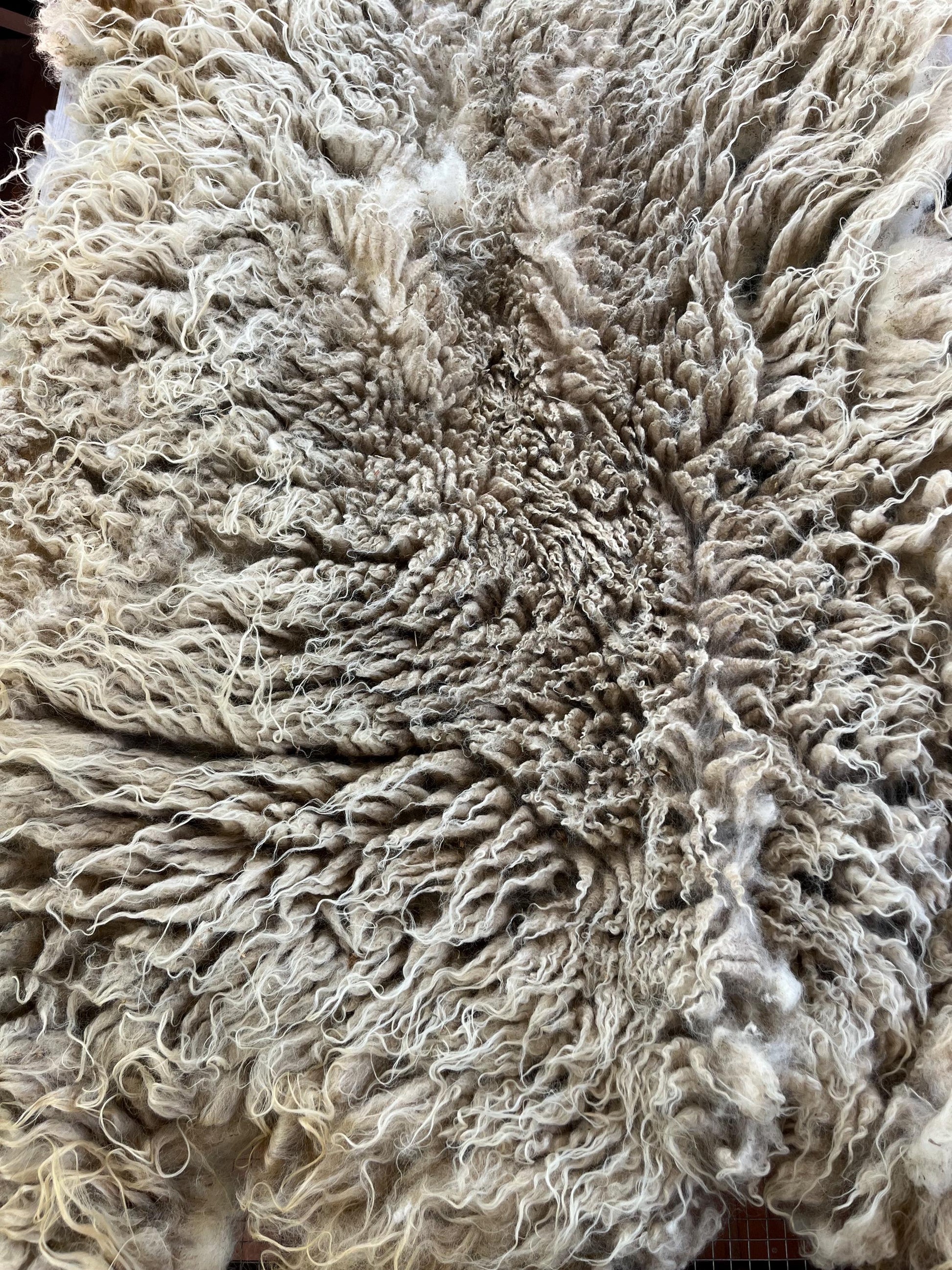 Icelandic Ewe Raw Wool Fleece