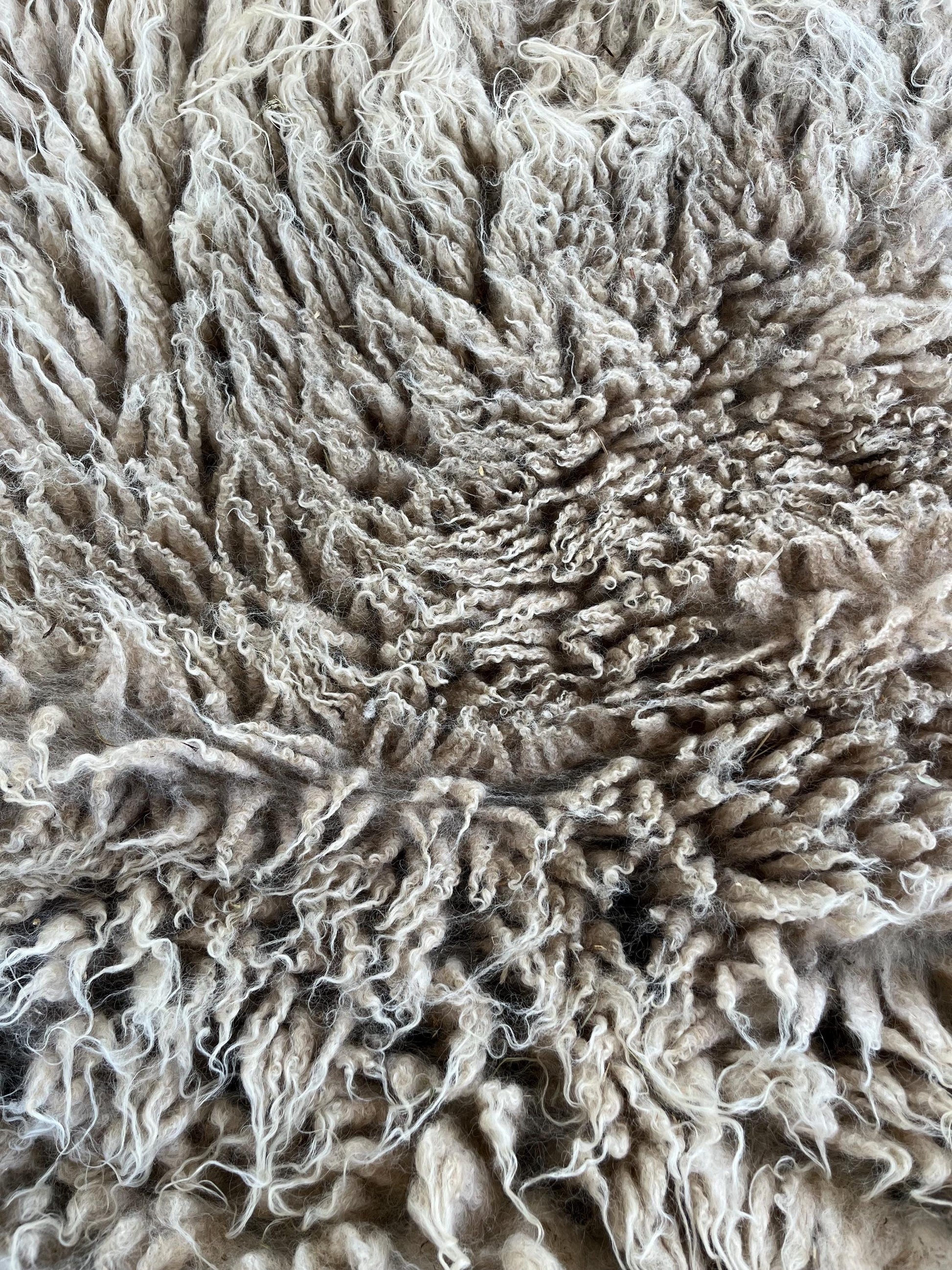 Icelandic Ewe Raw Wool Fleece