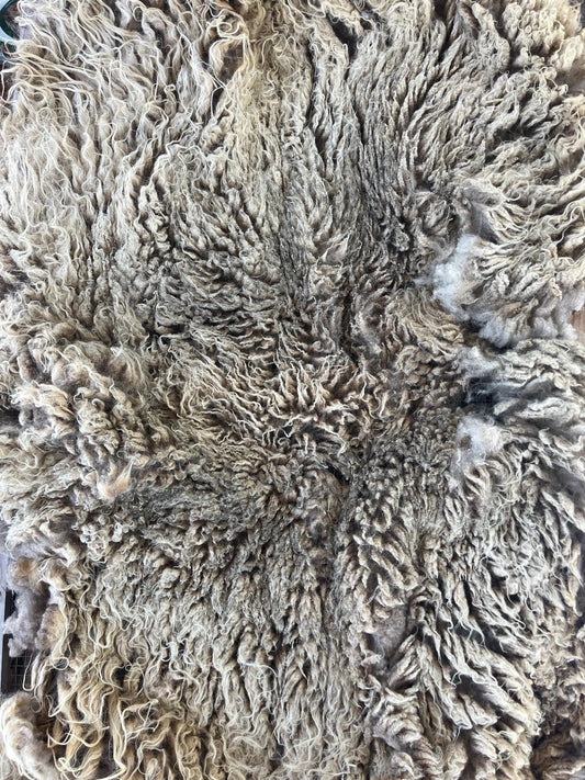 Icelandic Ewe Raw Wool Fleece