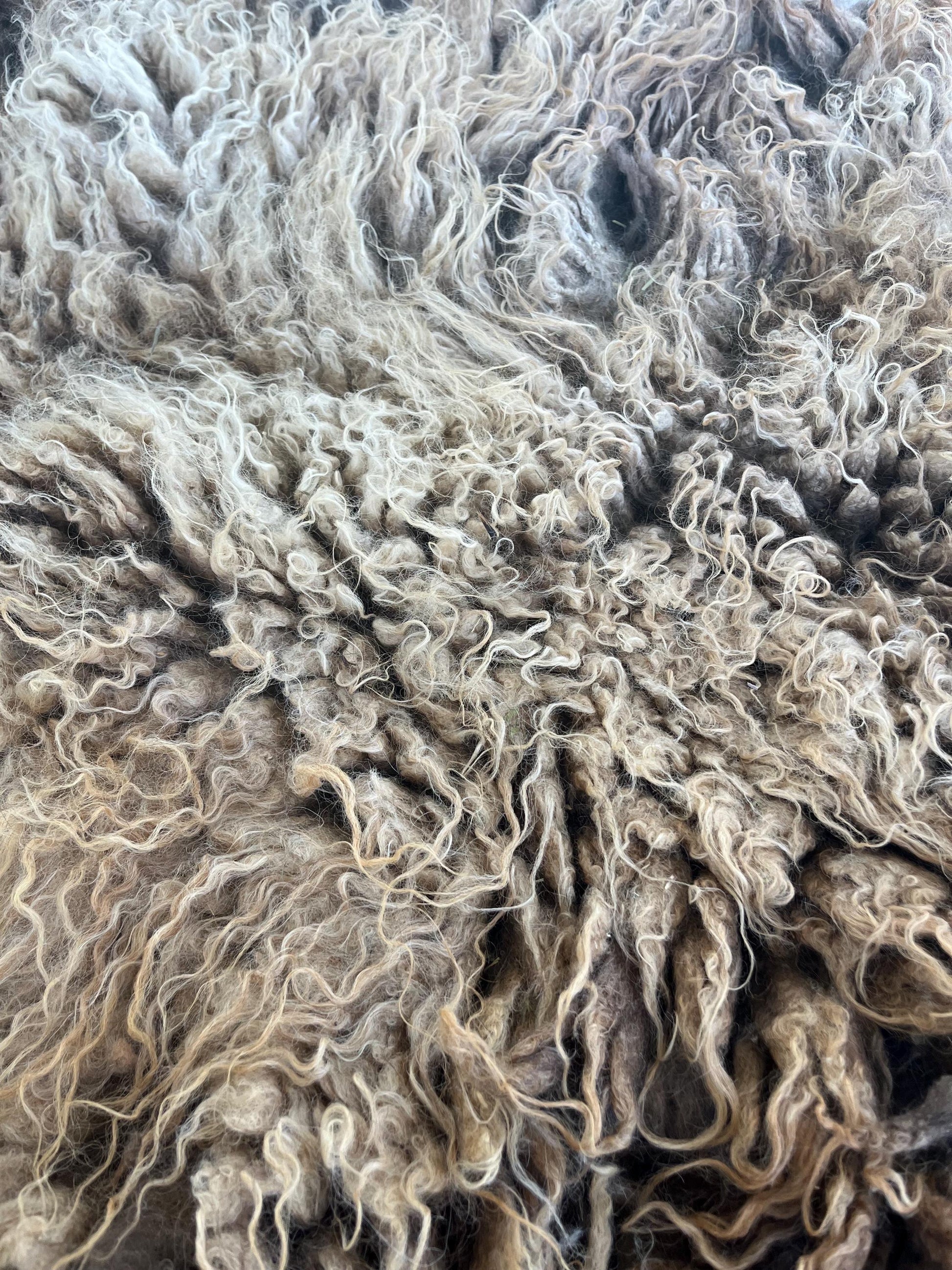 Icelandic Ewe Raw Wool Fleece