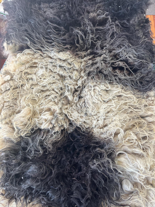 Icelandic Ewe Raw Wool Fleece