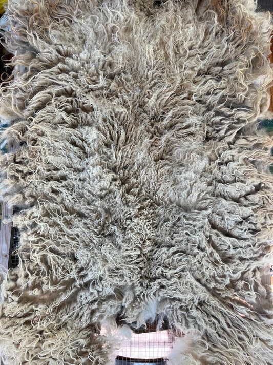 Icelandic Wether Raw Wool Fleece