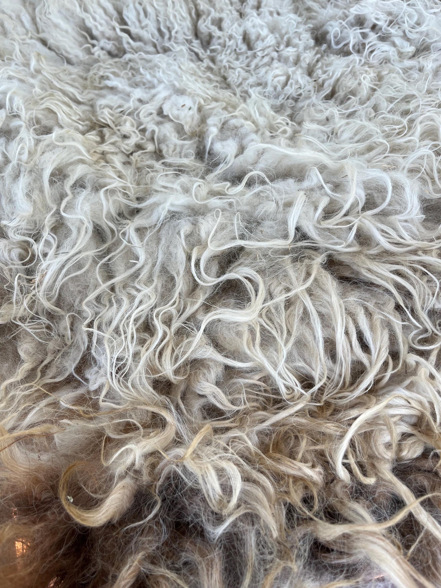 Icelandic Ewe Raw Wool Fleece