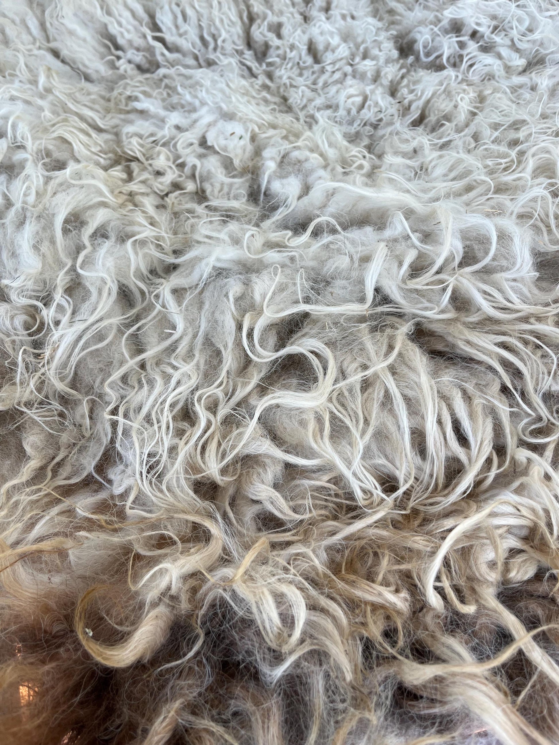 Icelandic Ewe Raw Wool Fleece