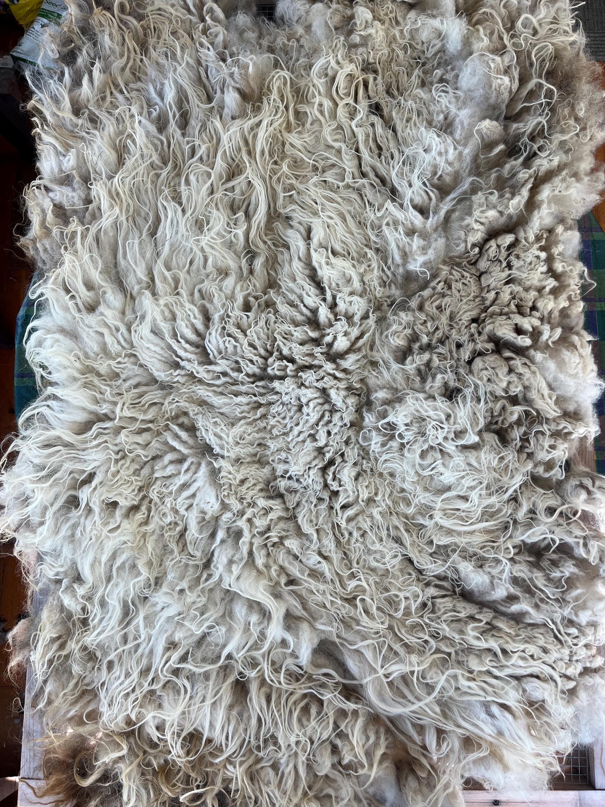 Icelandic Ewe Raw Wool Fleece