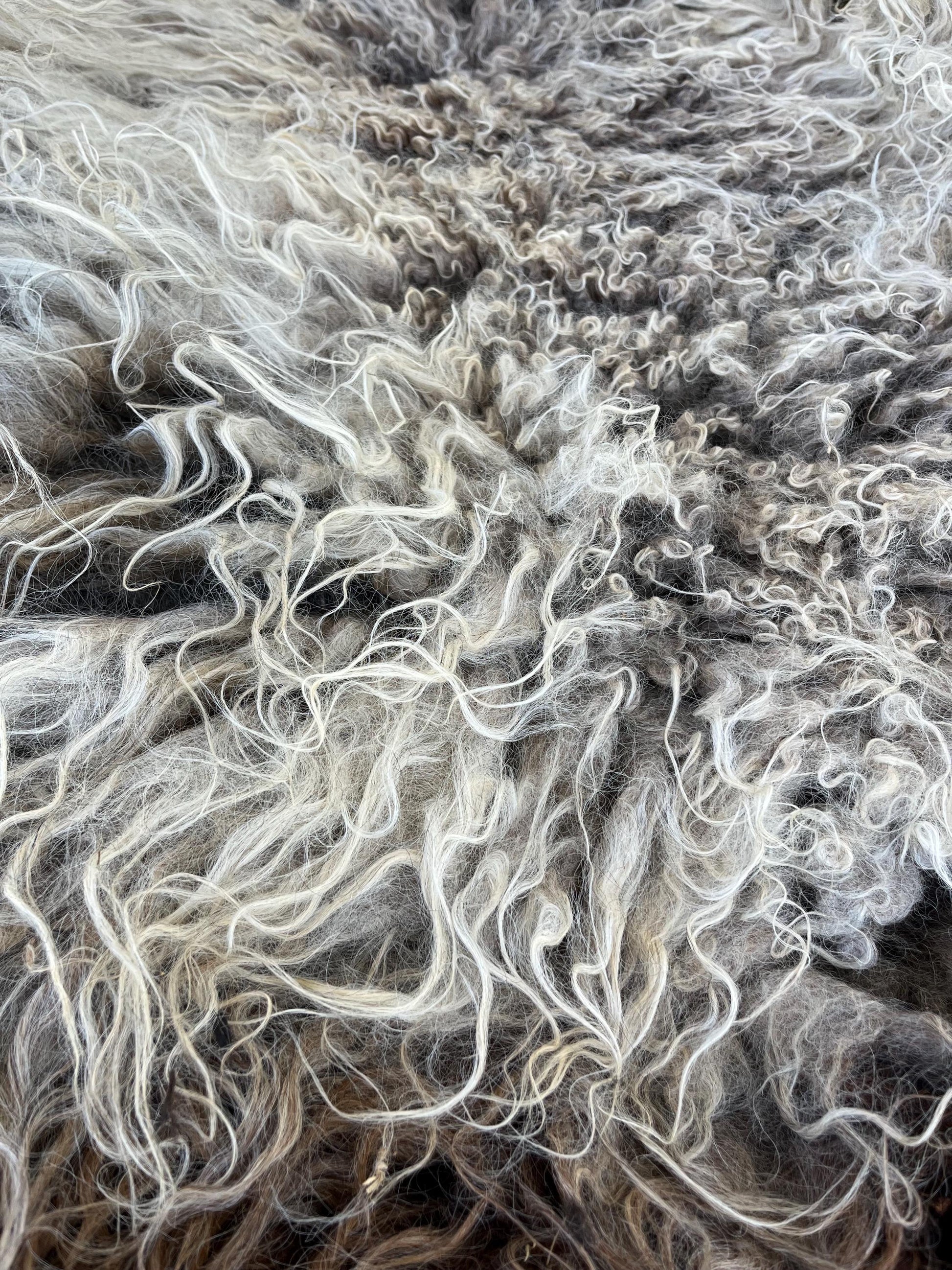 Icelandic Ewe Raw Wool Fleece