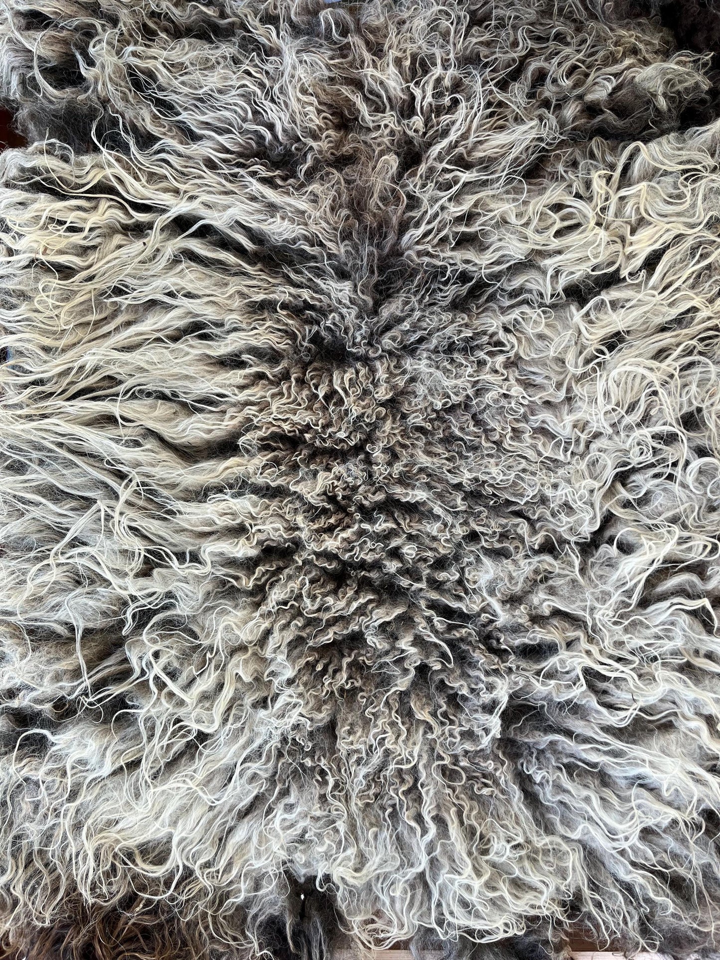 Icelandic Ewe Raw Wool Fleece