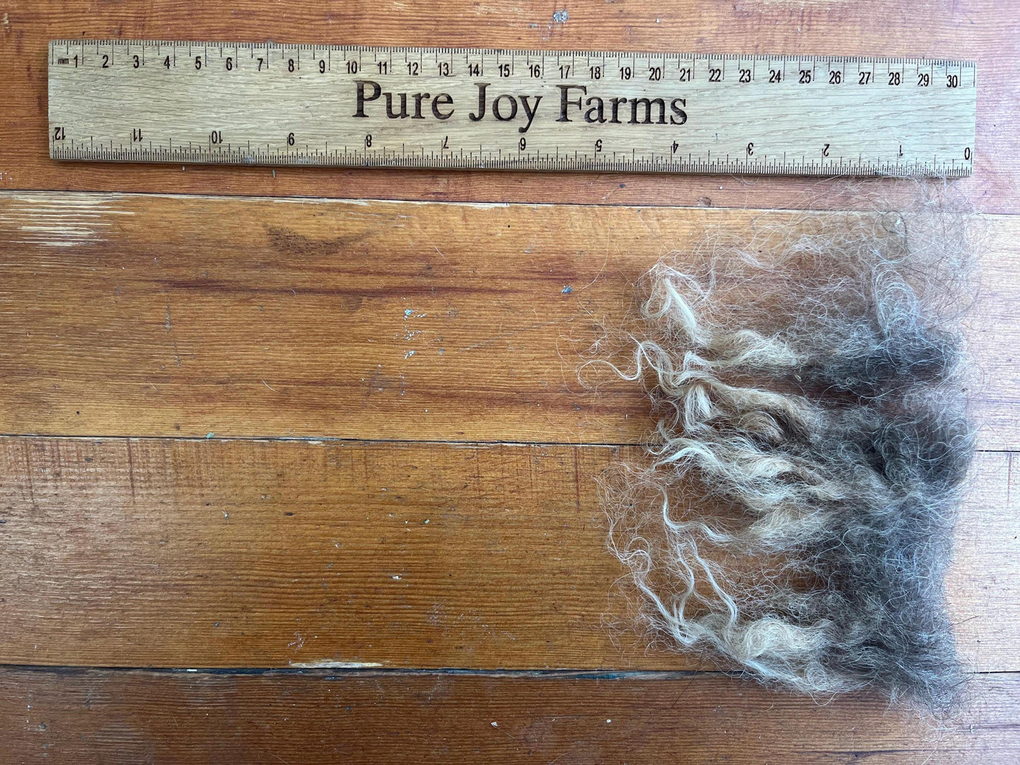 Icelandic Ewe Raw Wool Fleece