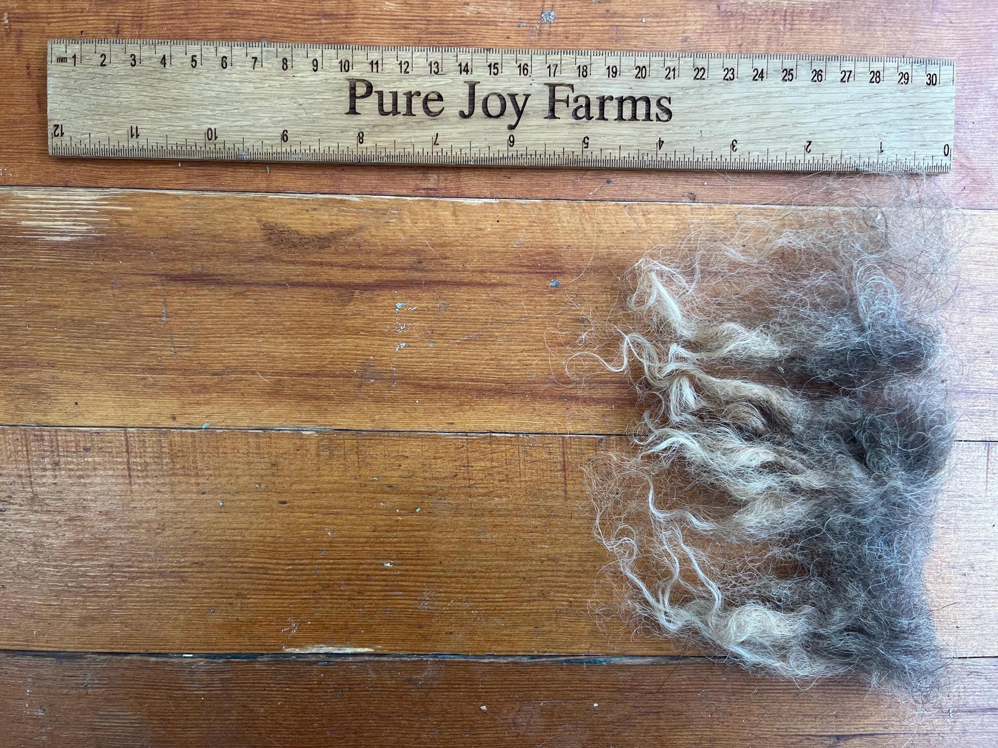 Icelandic Ewe Raw Wool Fleece