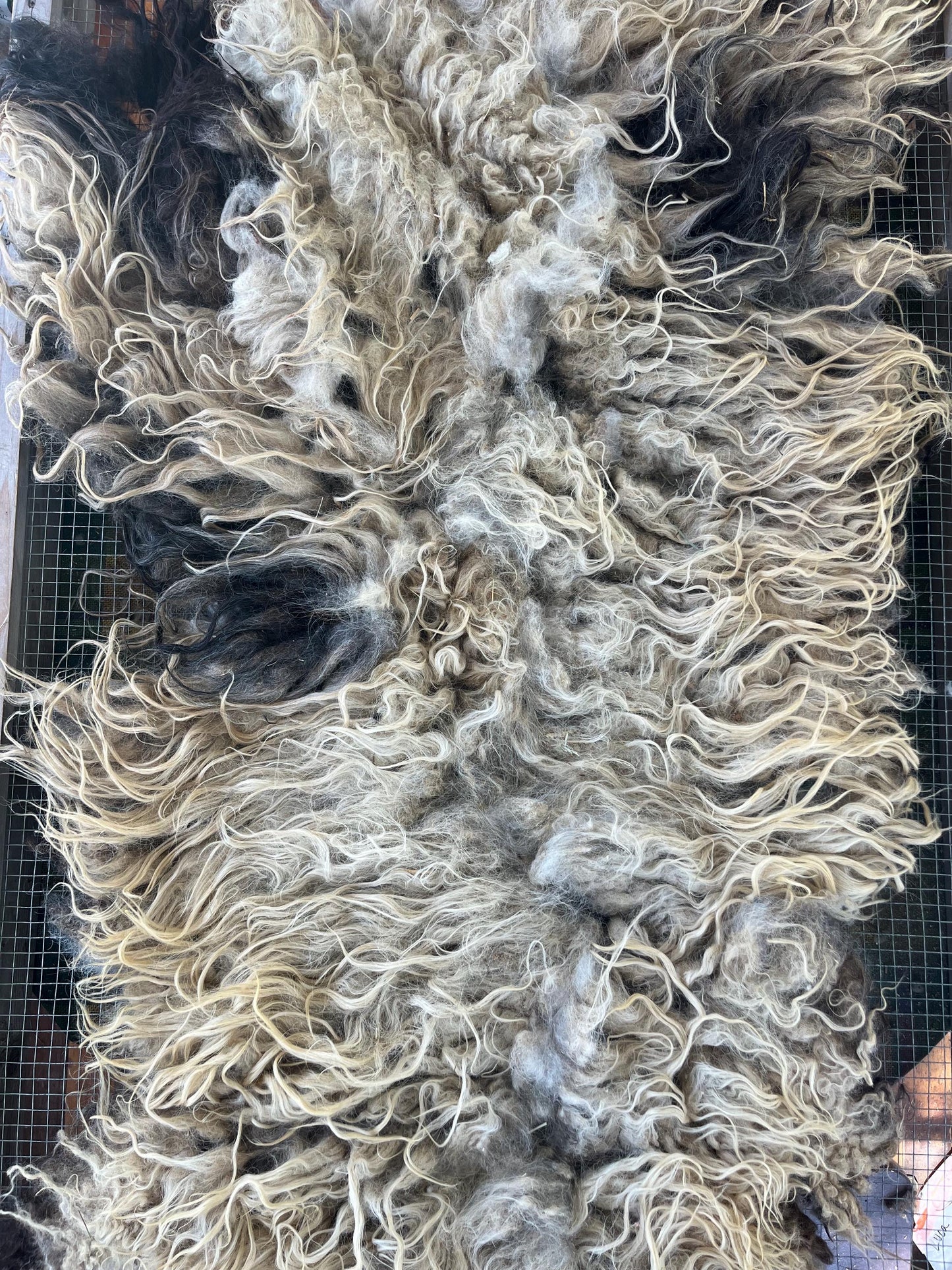 Icelandic Ewe Raw Wool Fleece