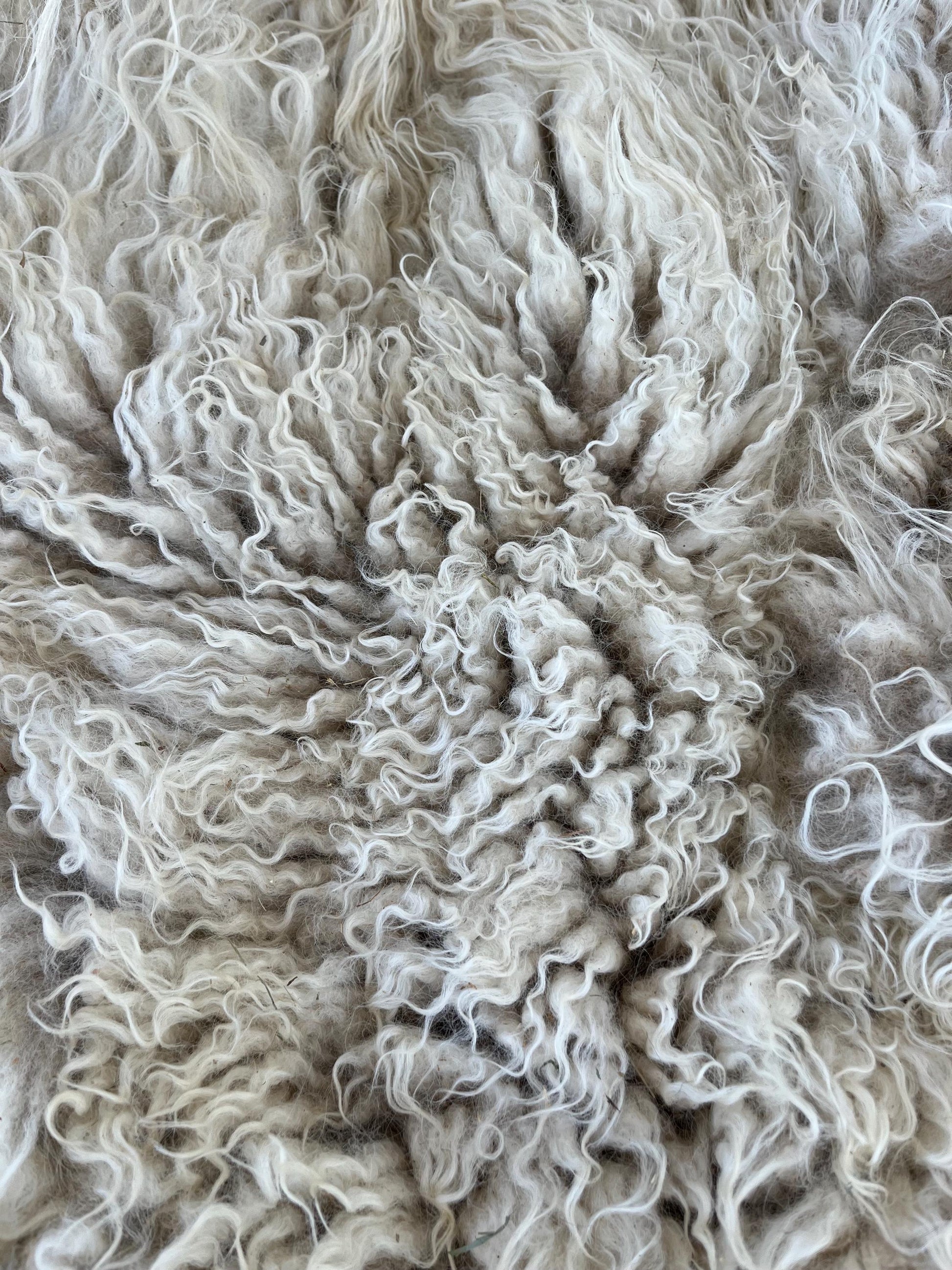 Icelandic Ewe Raw Wool Fleece