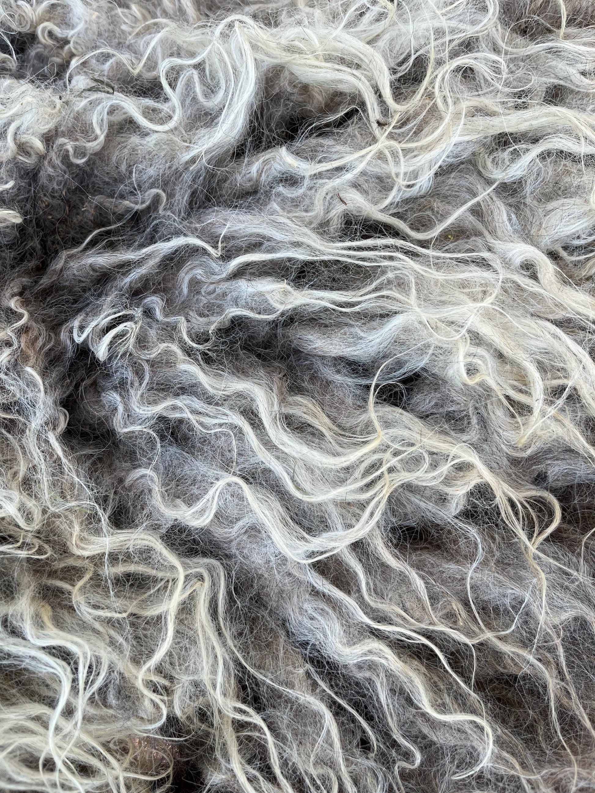 Icelandic Ewe Raw Wool Fleece