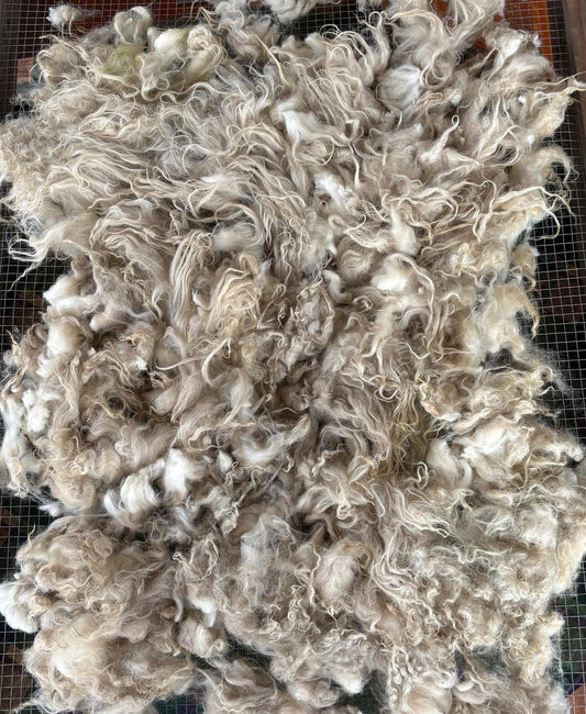 Icelandic Lamb Raw Wool Fleece (Fall Shearing)