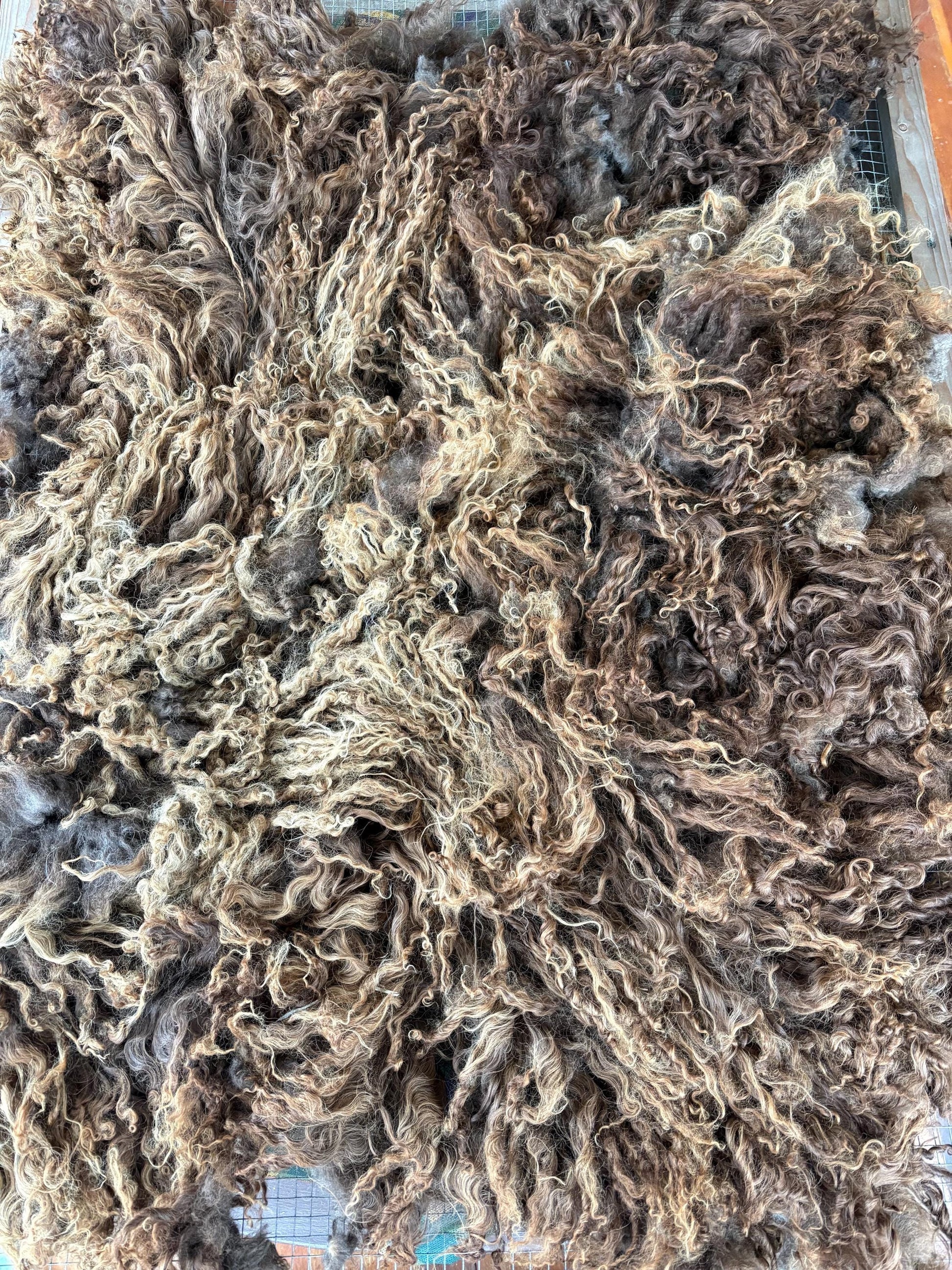 Icelandic Lamb Raw Wool Fleece (Fall Shearing)