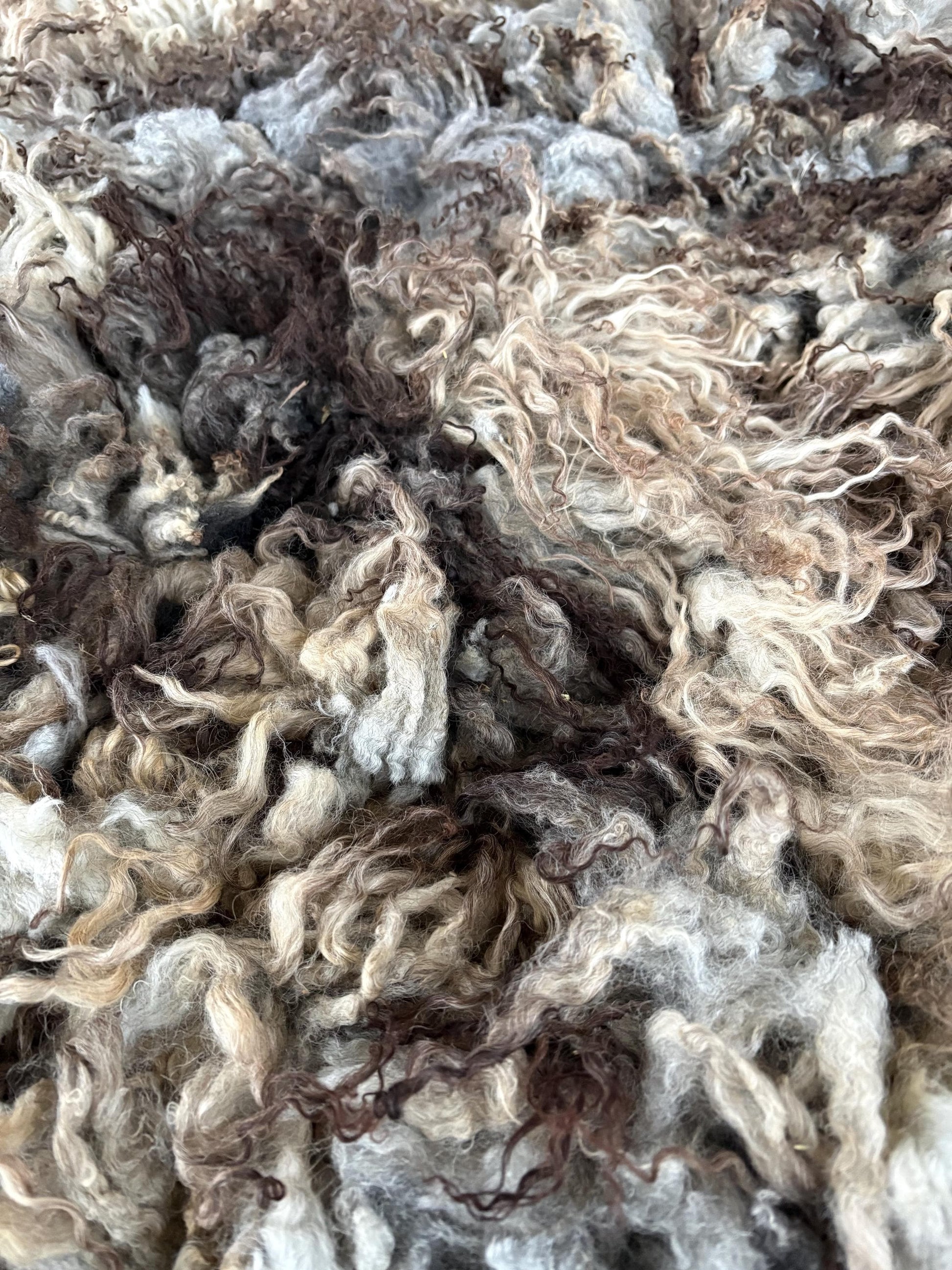 Icelandic Lamb Raw Wool Fleece (Fall Shearing)