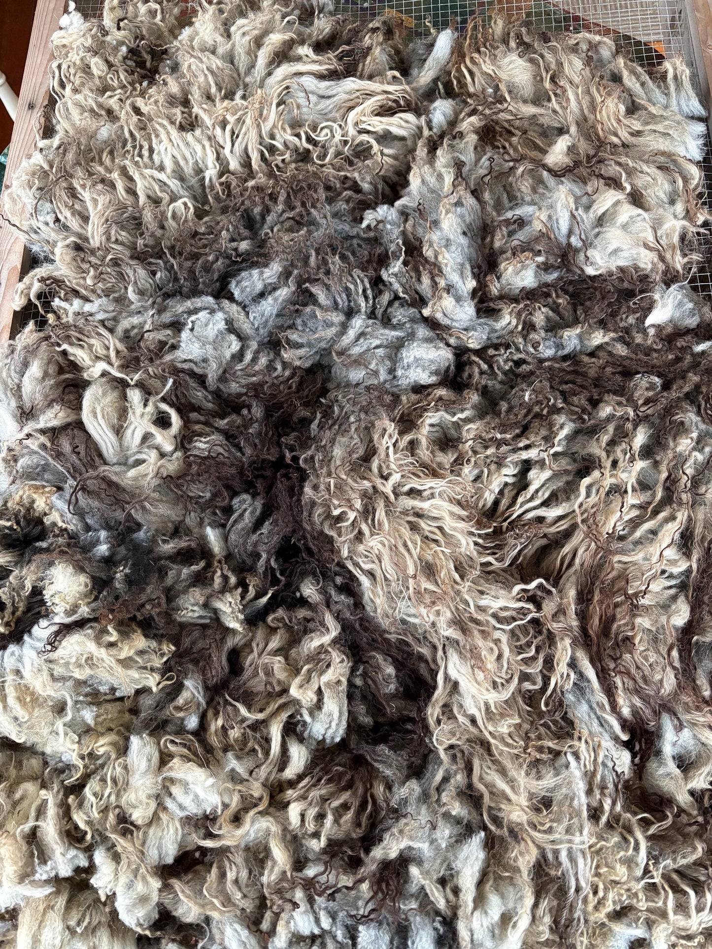 Icelandic Lamb Raw Wool Fleece (Fall Shearing)