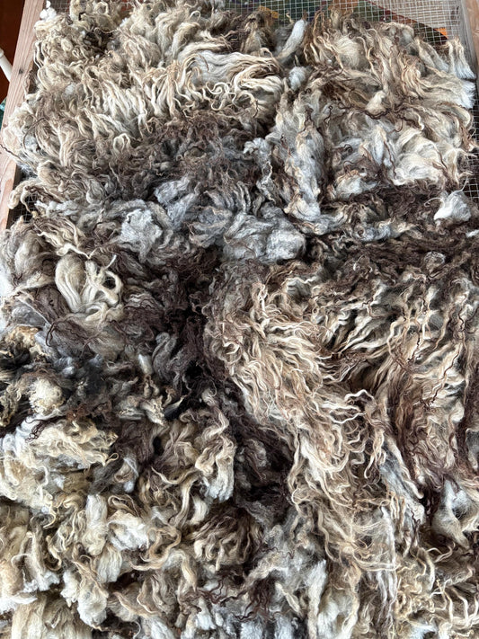Icelandic Lamb Raw Wool Fleece (Fall Shearing)