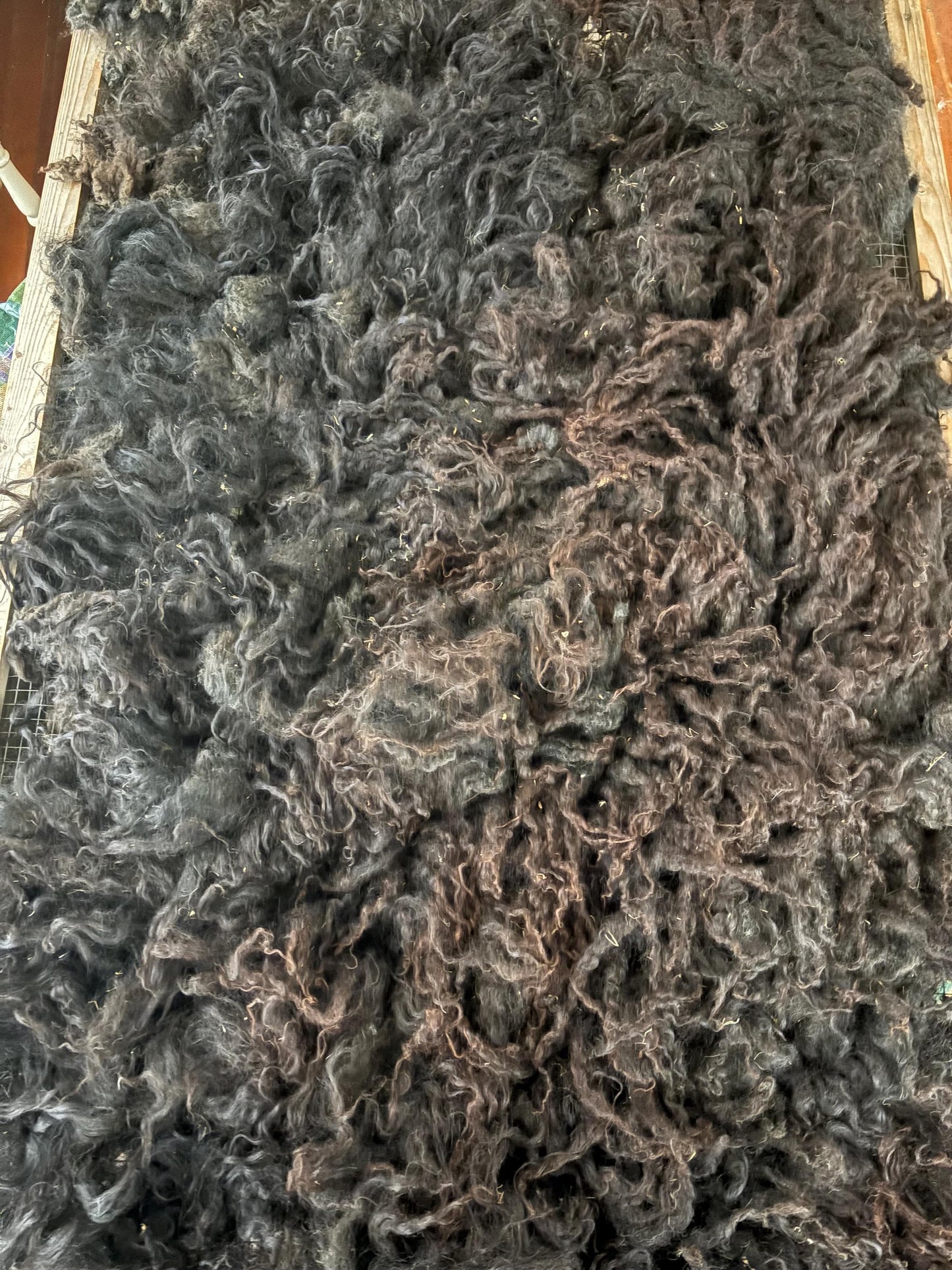 Icelandic Lamb Raw Wool Fleece (Fall Shearing)