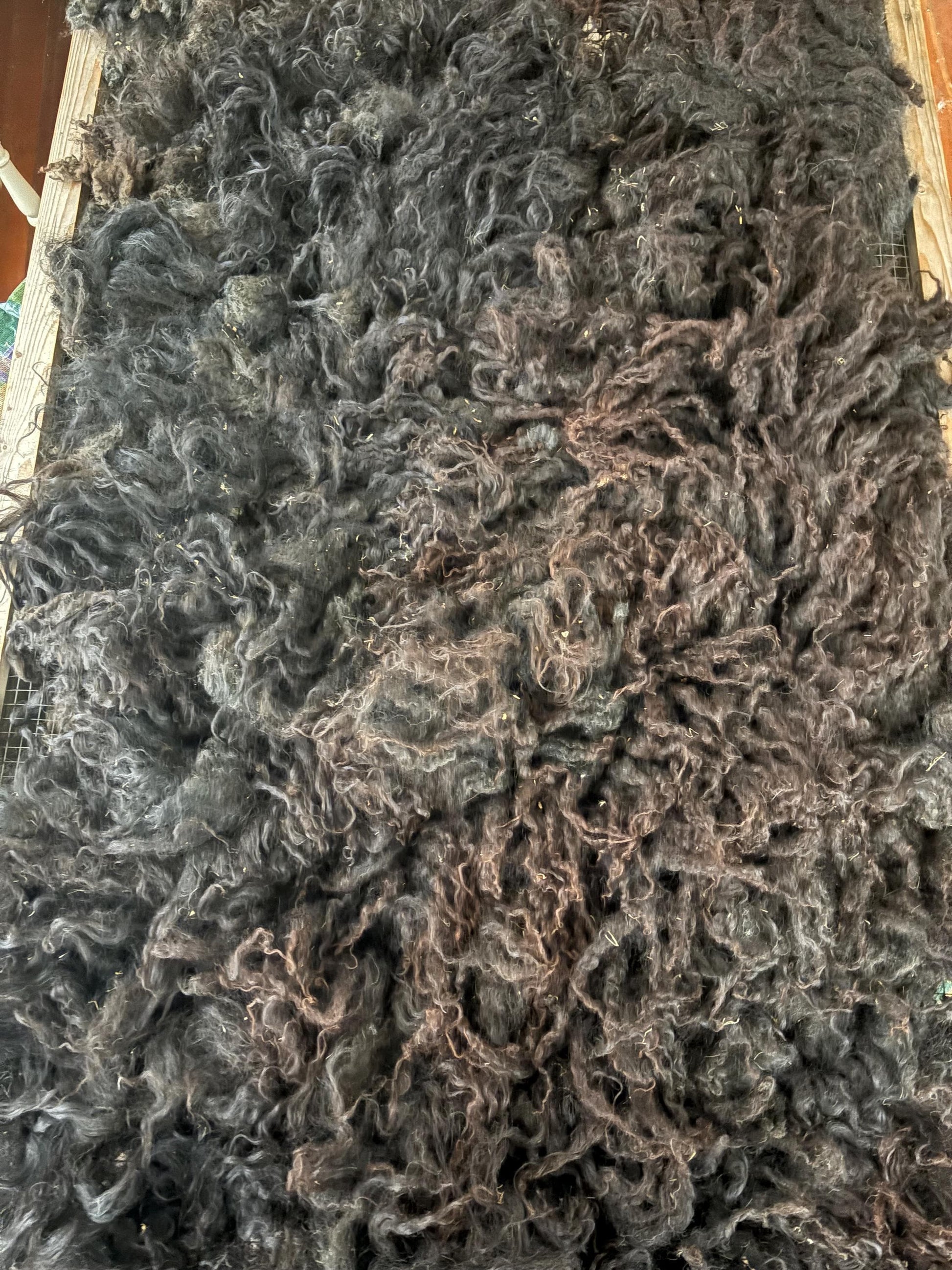 Icelandic Lamb Raw Wool Fleece (Fall Shearing)