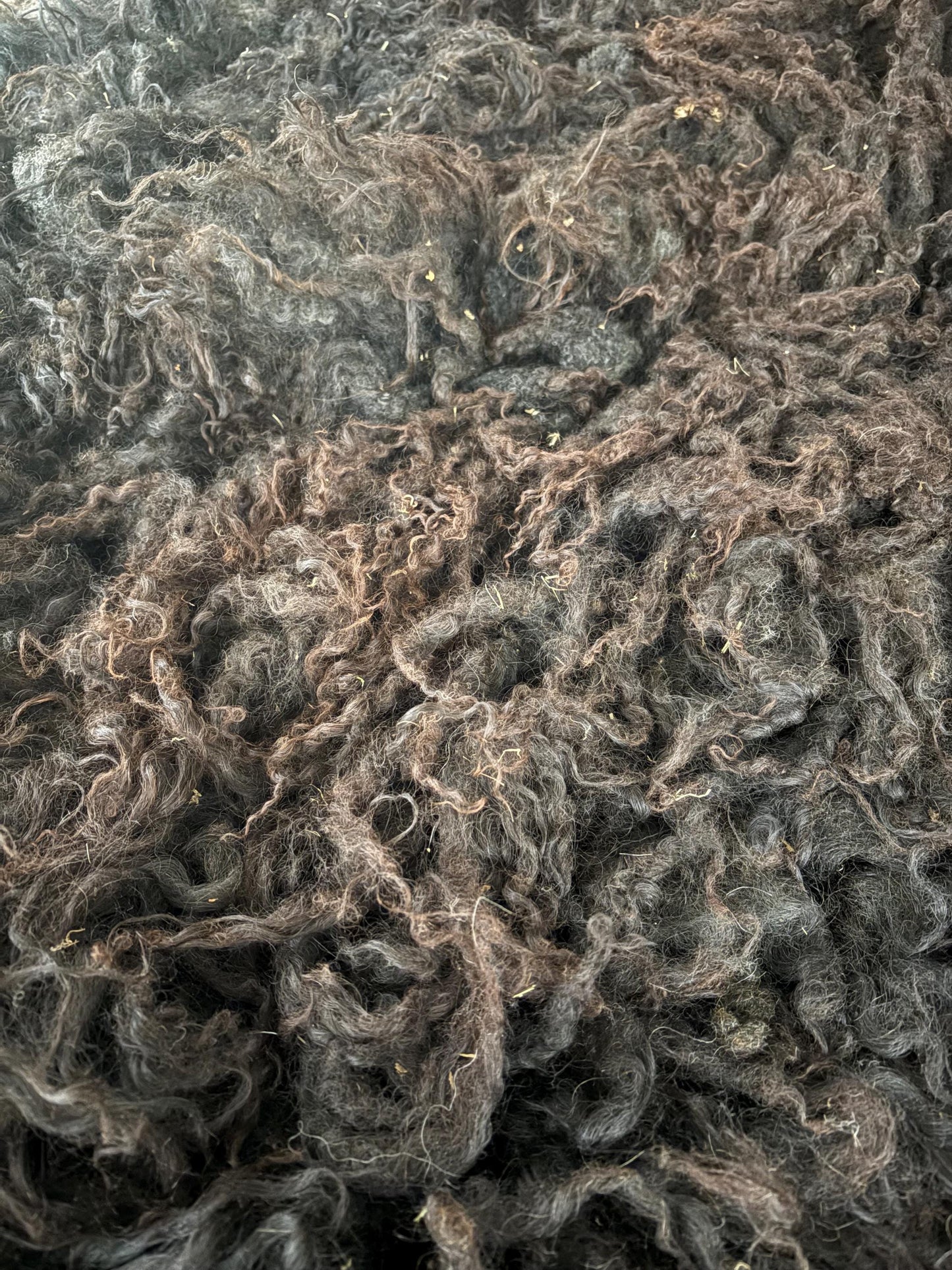 Icelandic Lamb Raw Wool Fleece (Fall Shearing)