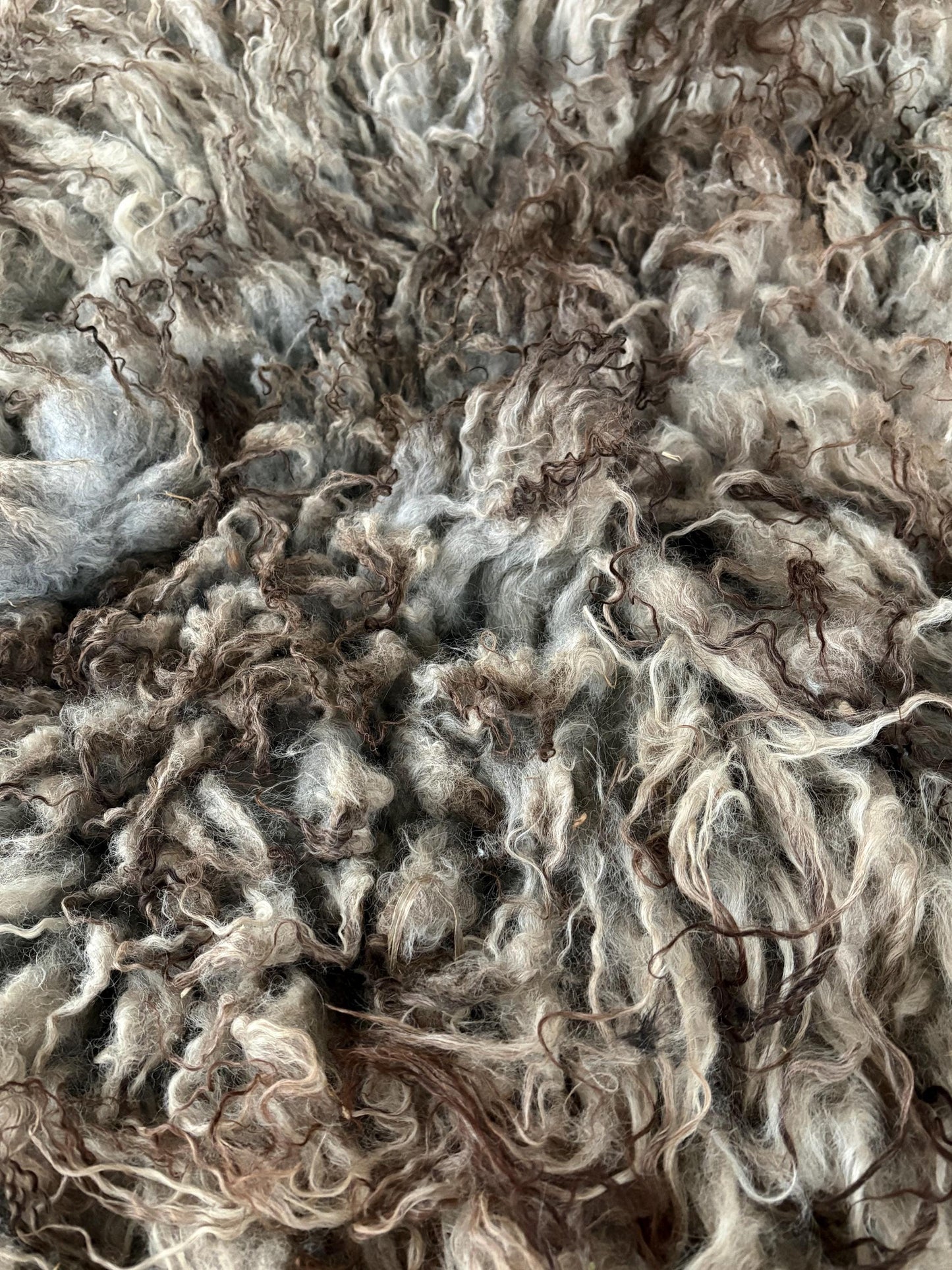 Icelandic Lamb Raw Wool Fleece (Fall Shearing)