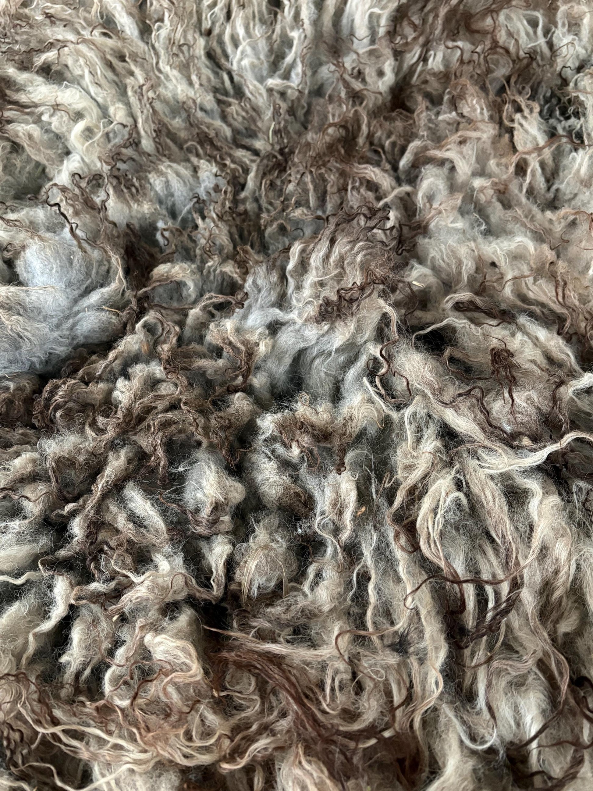 Icelandic Lamb Raw Wool Fleece (Fall Shearing)
