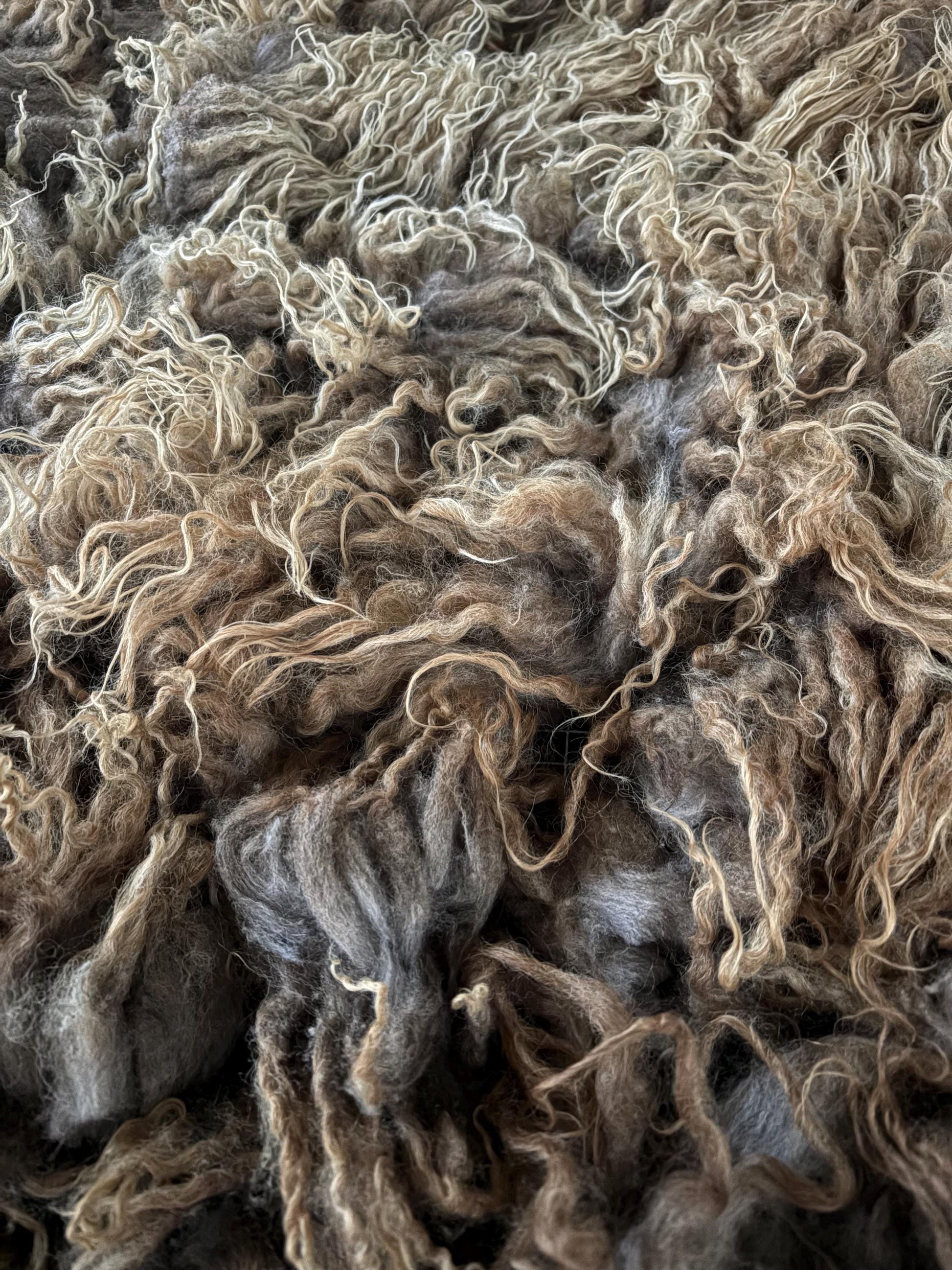 Icelandic Lamb Raw Wool Fleece (Fall Shearing)
