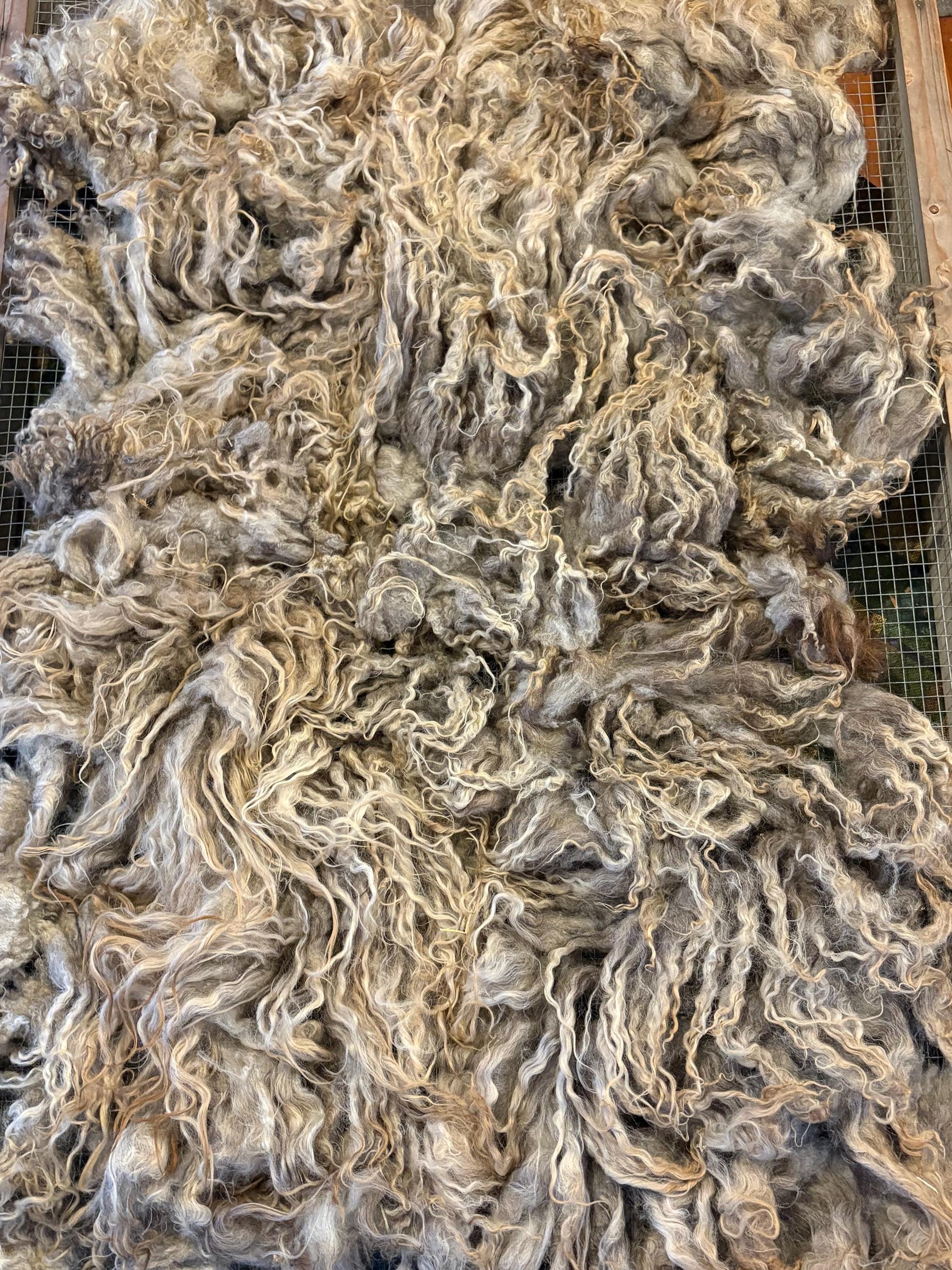 Icelandic Lamb Raw Wool Fleece (Fall Shearing)