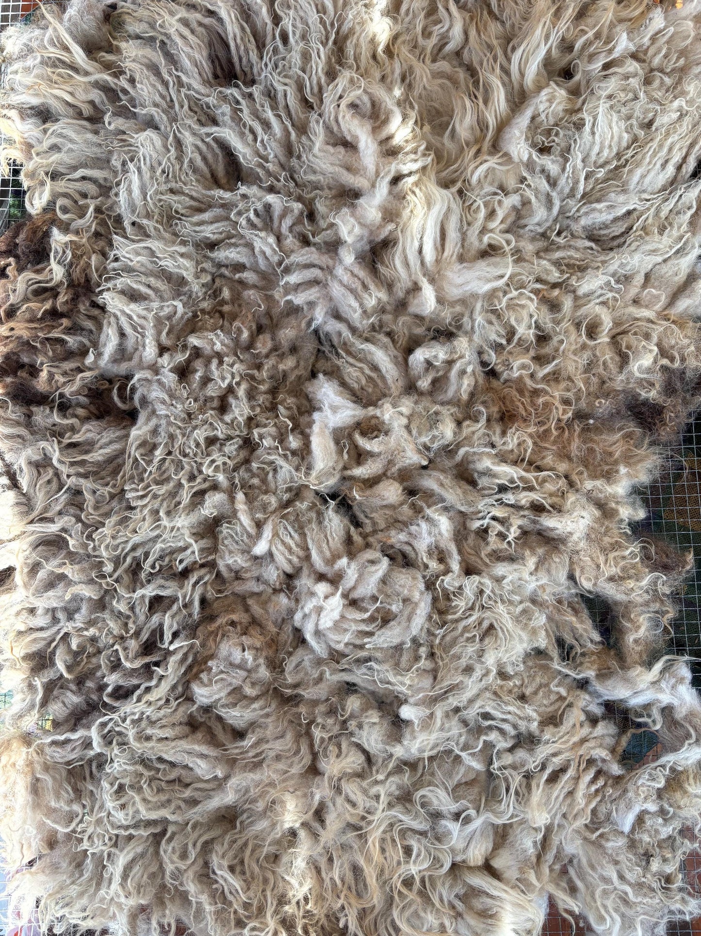 Icelandic Lamb Raw Wool Fleece (Fall Shearing)
