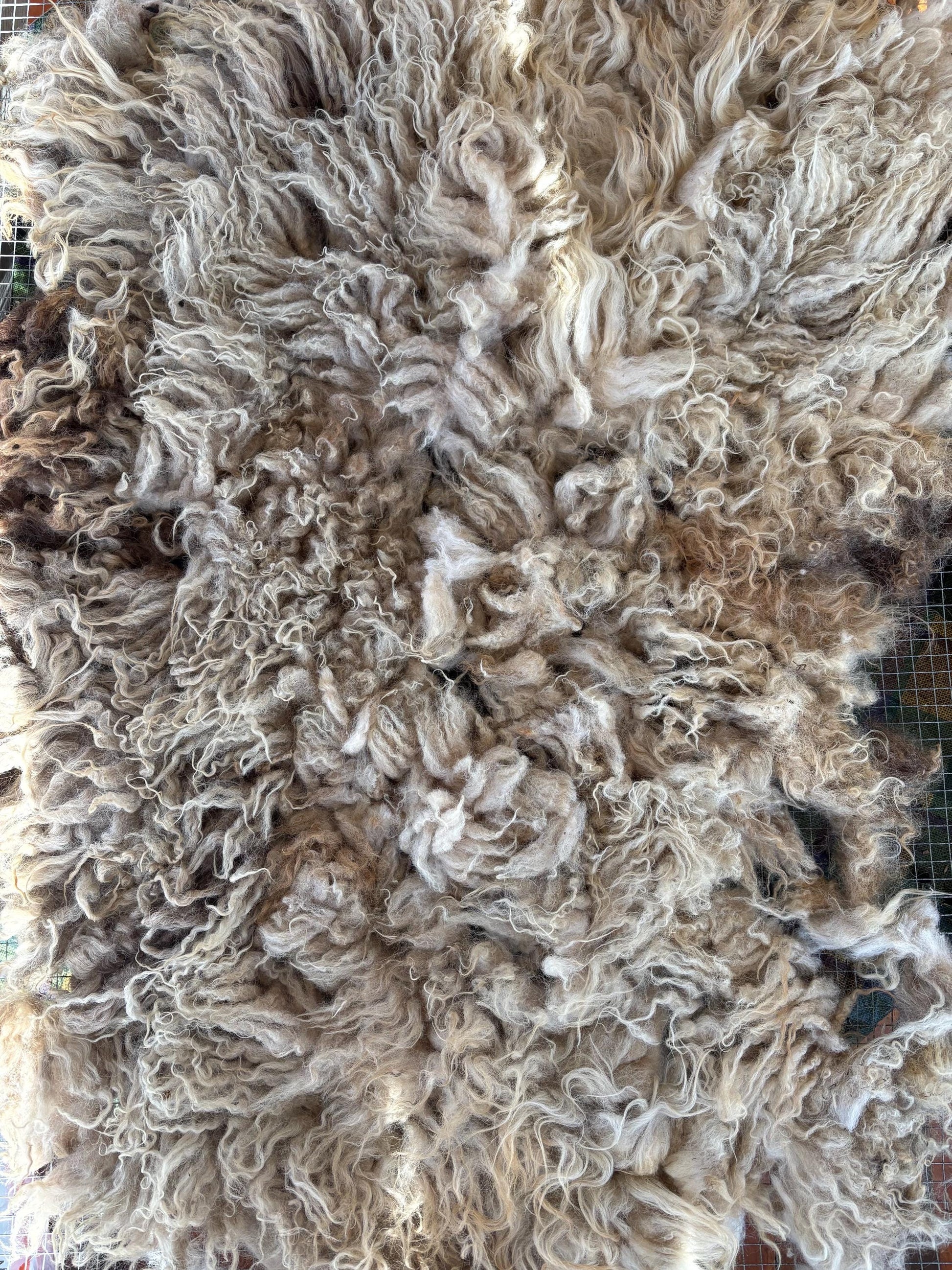 Icelandic Lamb Raw Wool Fleece (Fall Shearing)