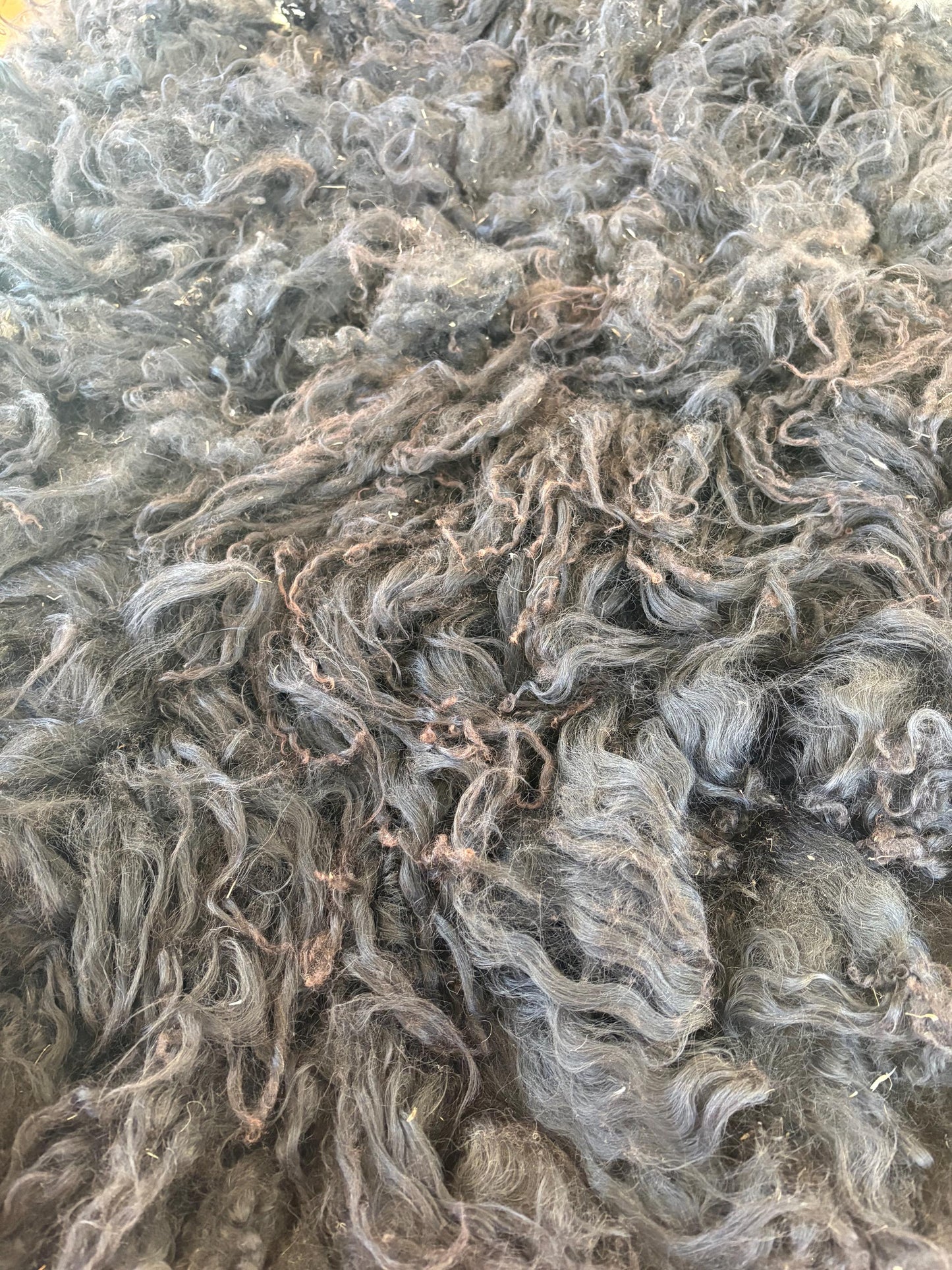 Icelandic Lamb Raw Wool Fleece (Fall Shearing)