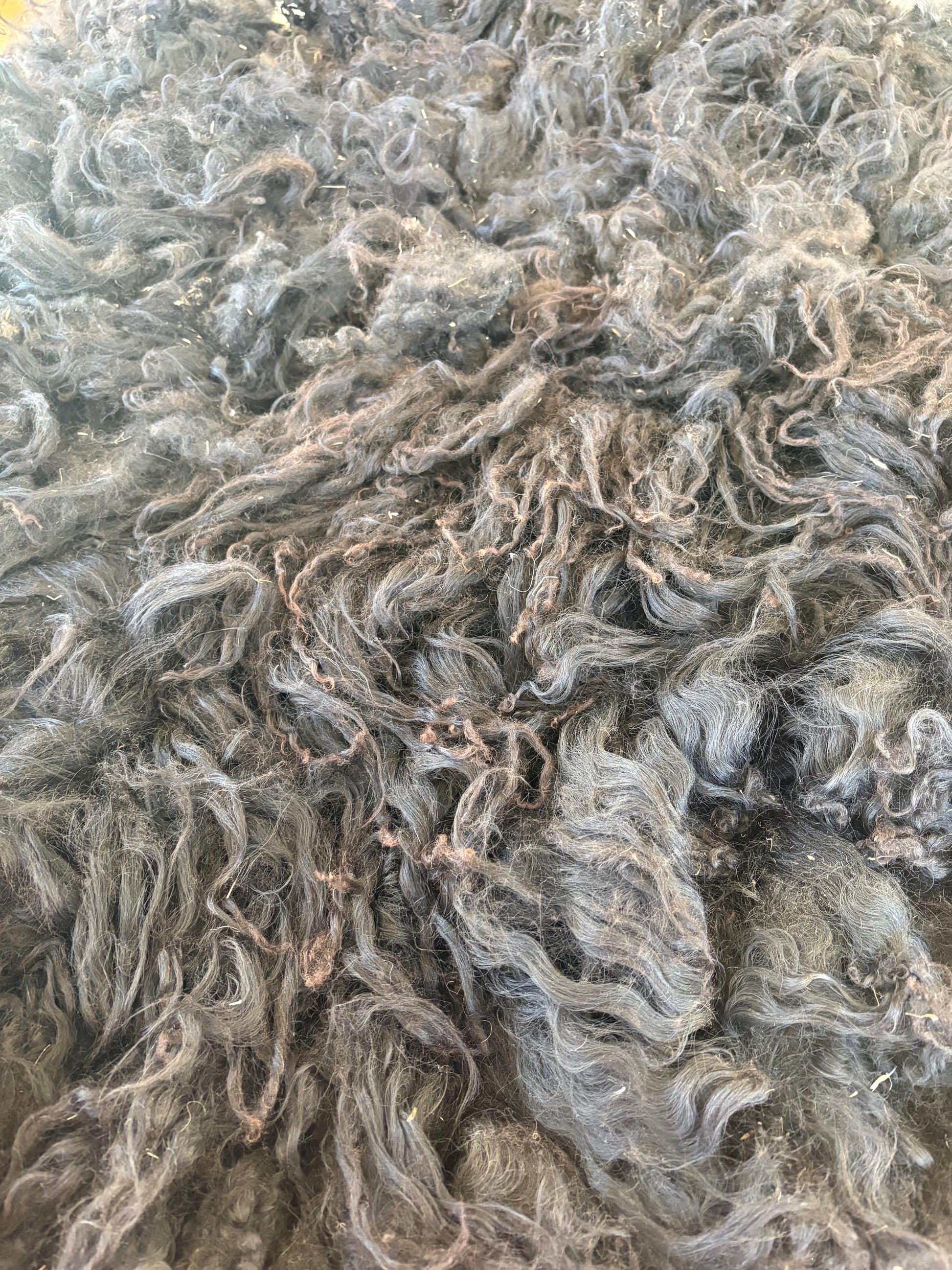Icelandic Lamb Raw Wool Fleece (Fall Shearing)