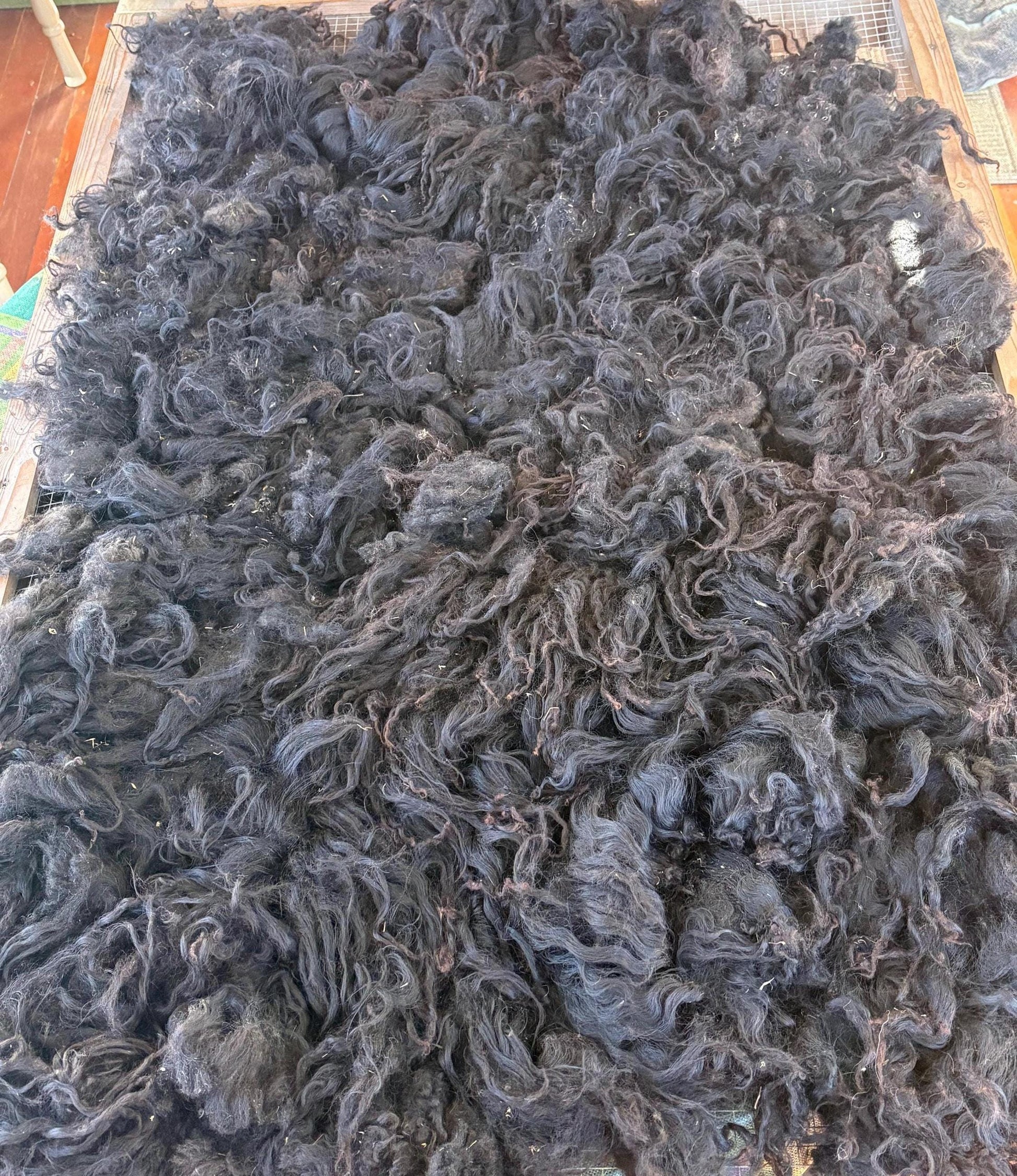 Icelandic Lamb Raw Wool Fleece (Fall Shearing)