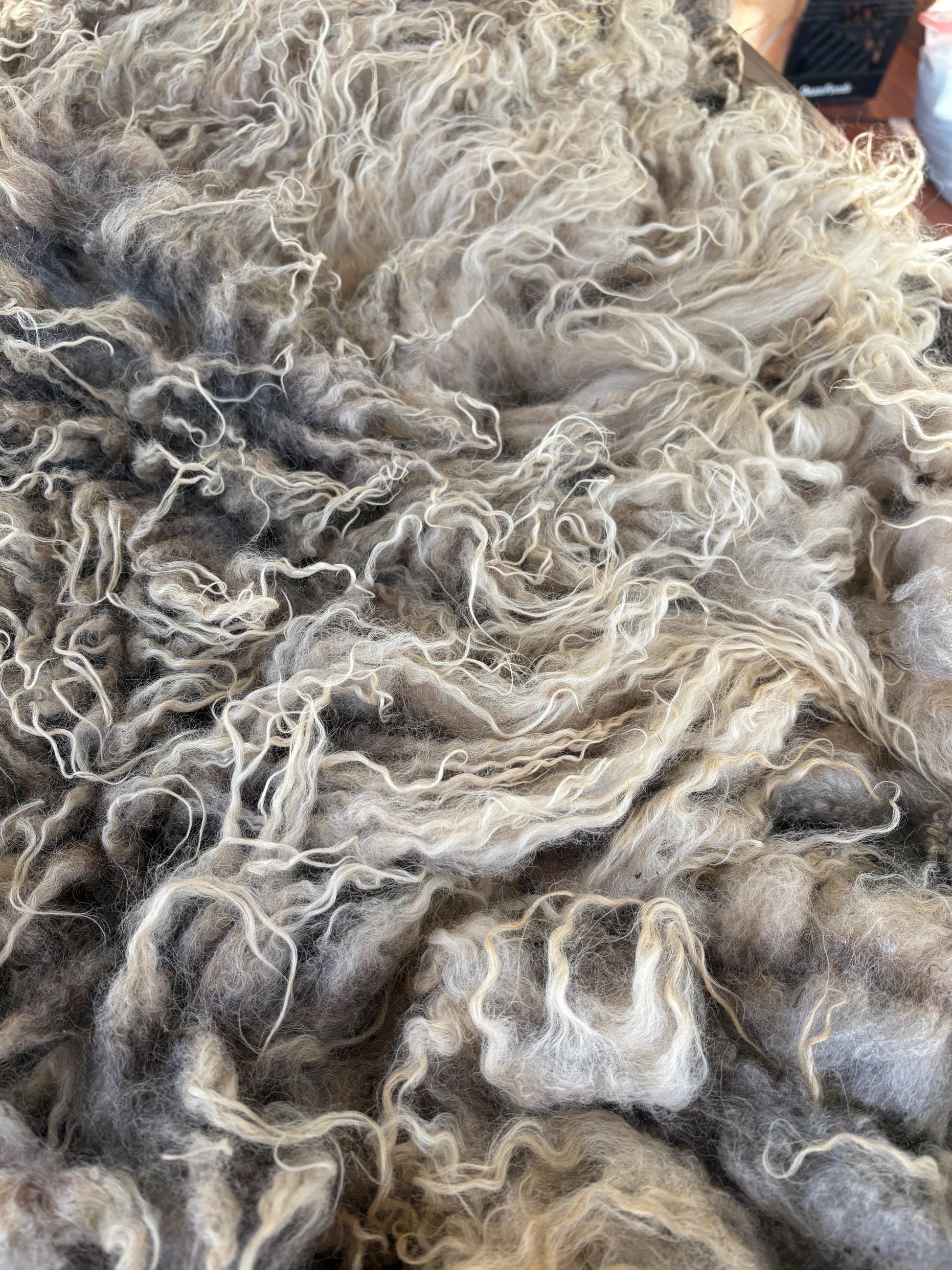 Icelandic Lamb Raw Wool Fleece (Fall Shearing)