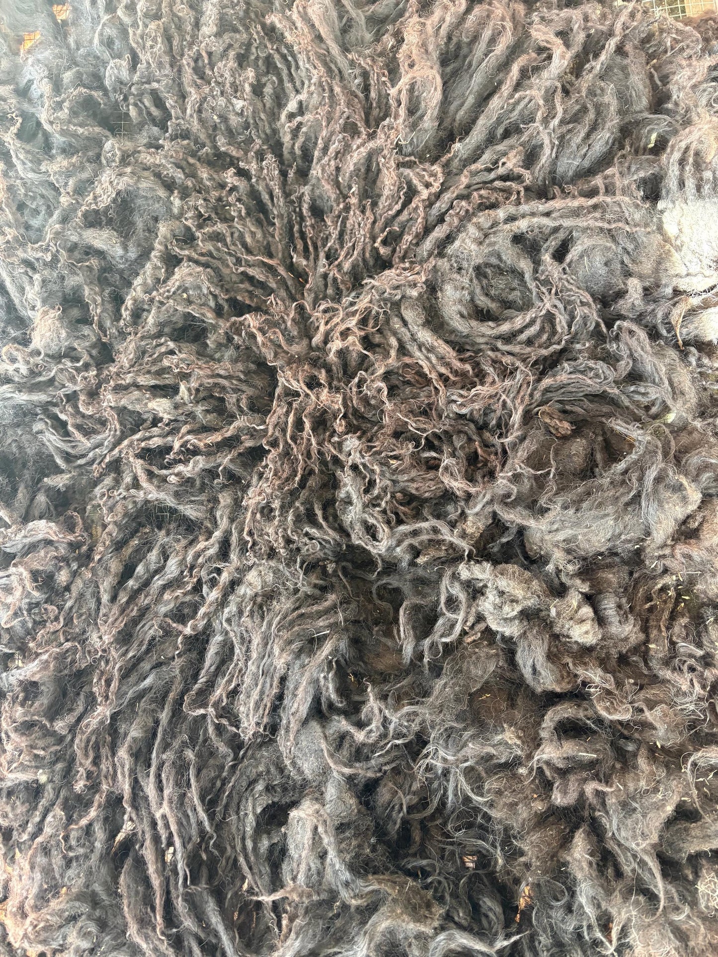 Icelandic Lamb Raw Wool Fleece (Fall Shearing)