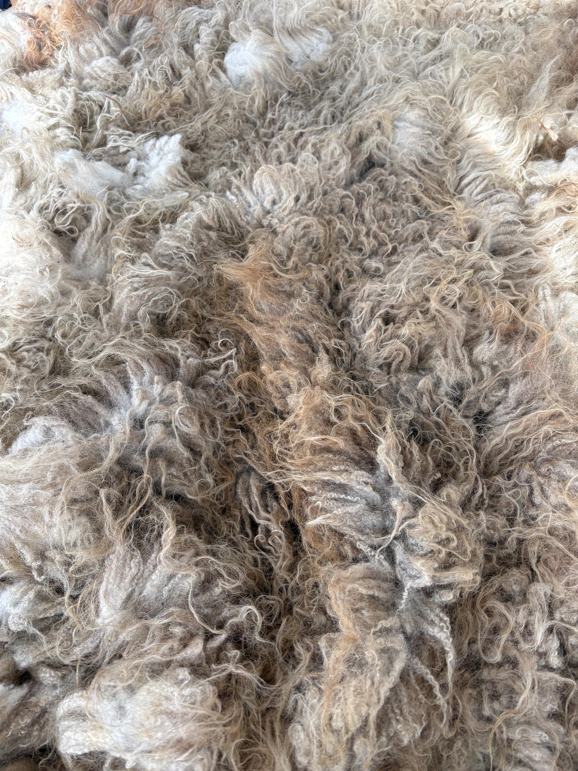 Icelandic Wether Raw Wool Fleece (Fall Shearing)