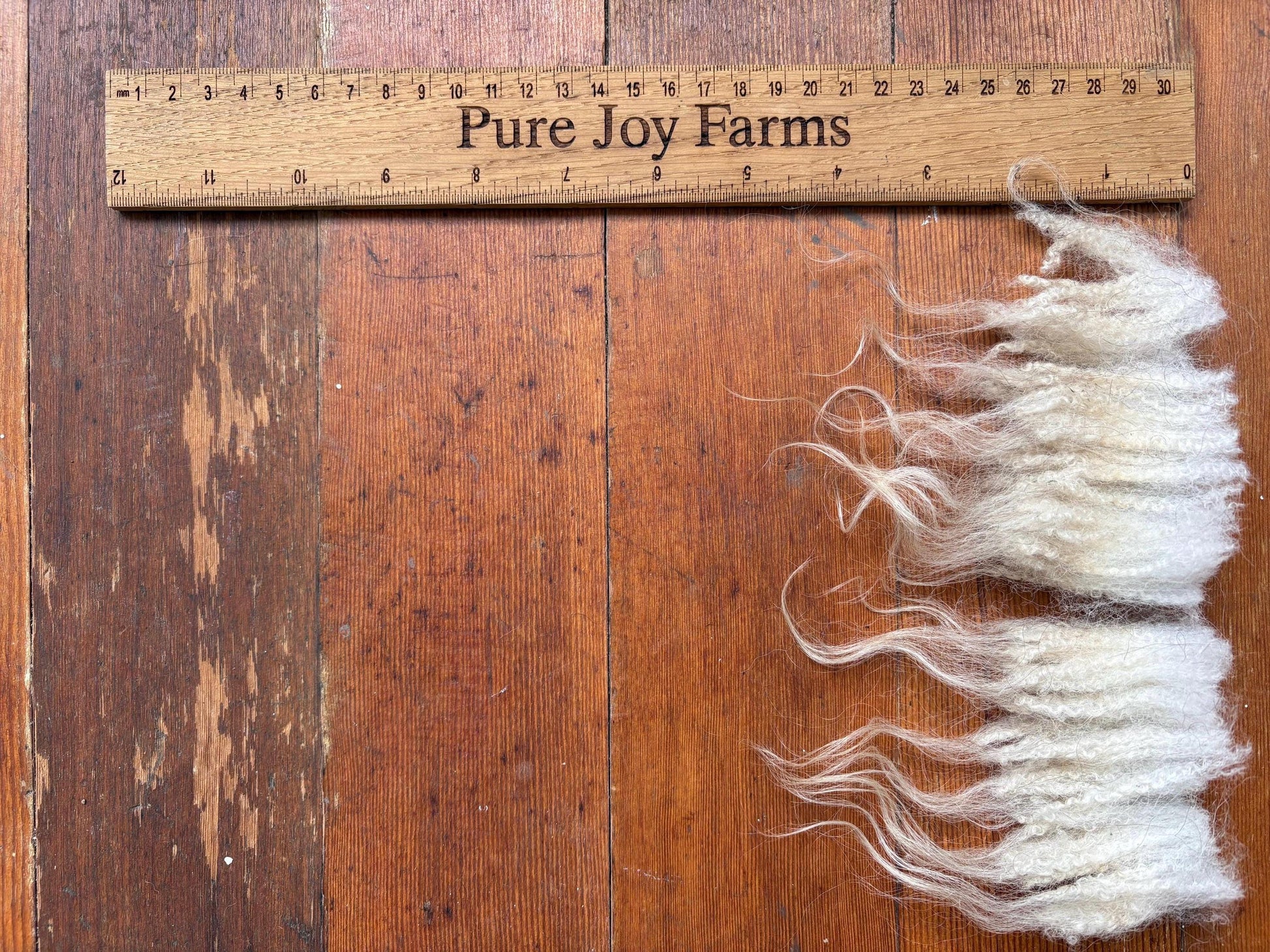 Icelandic Wether Raw Wool Fleece (Fall Shearing)
